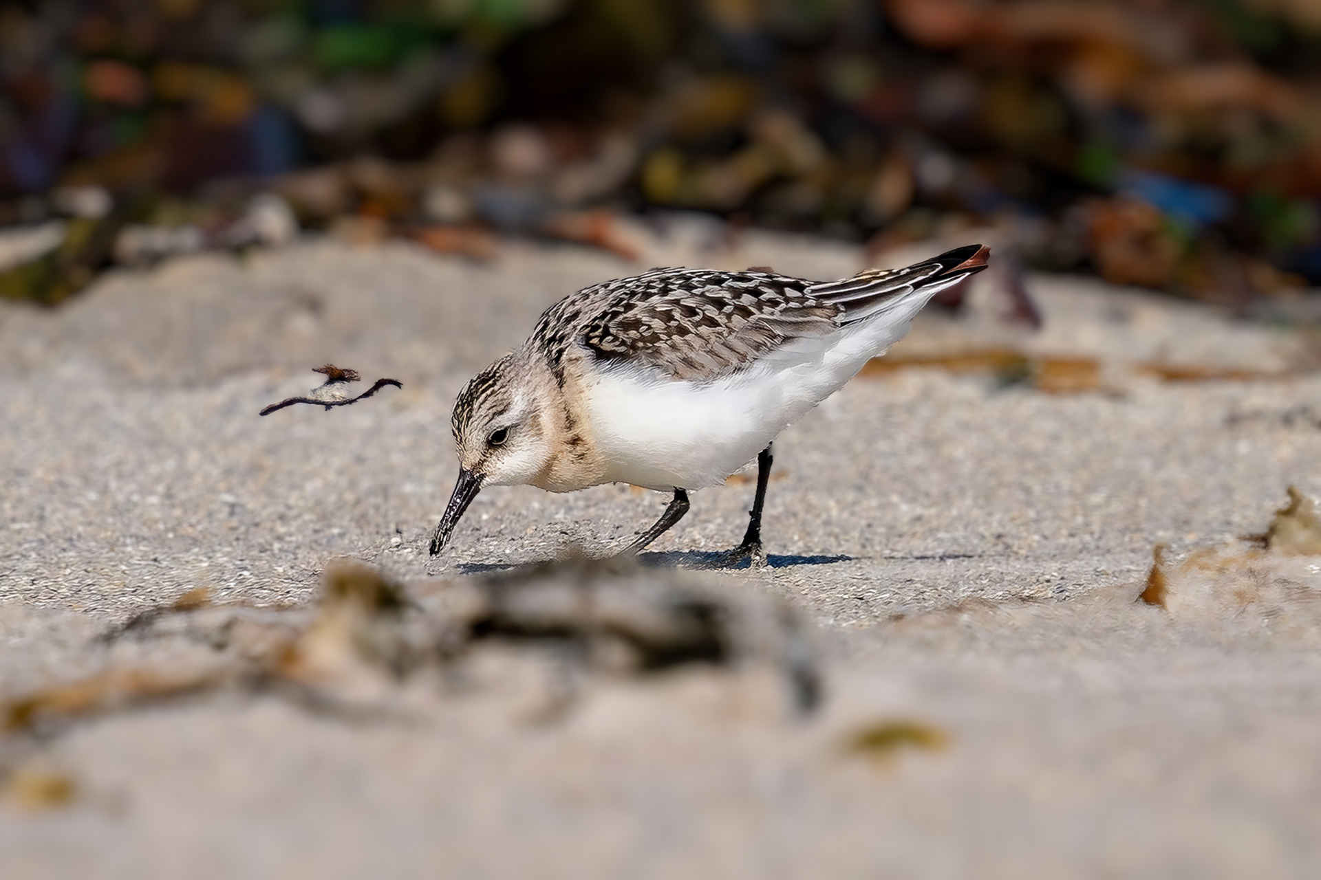 Sanderling, Schlichtkleid