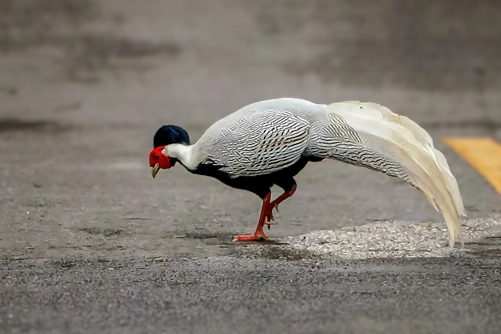 male