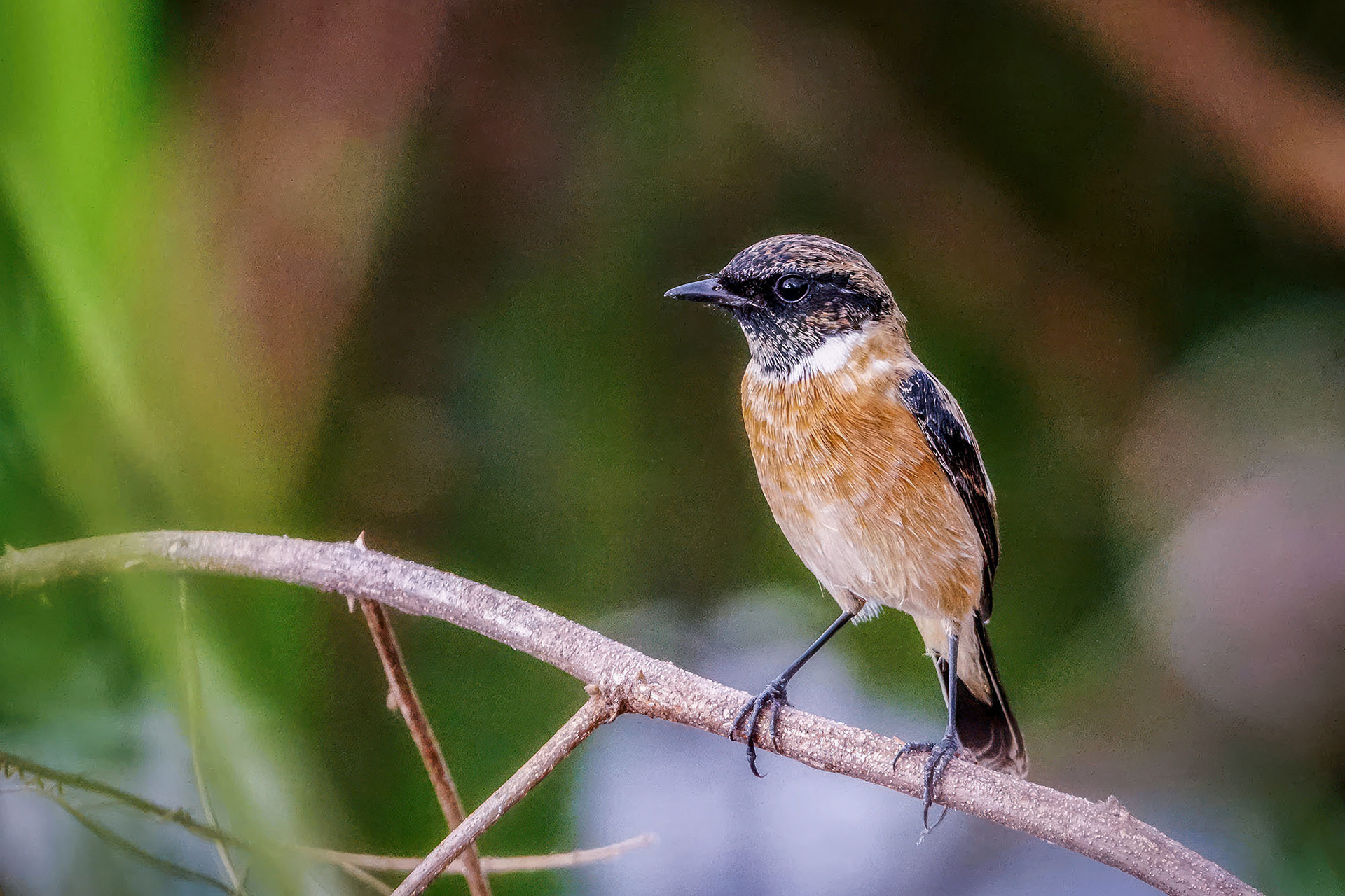Stejneger-Schwarzkehlchen (Saxicola stejnegeri)