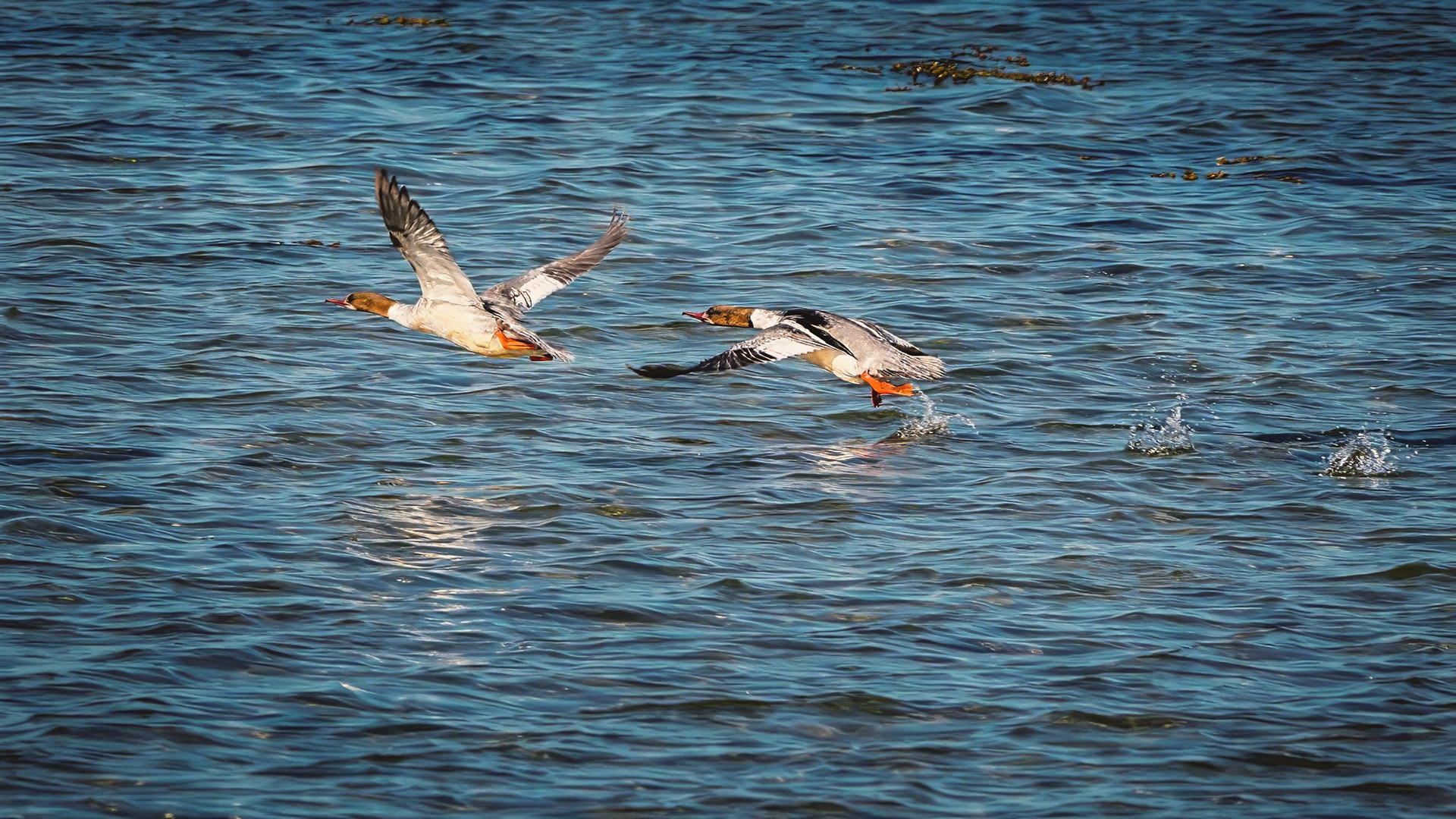 Gänsesäger, female