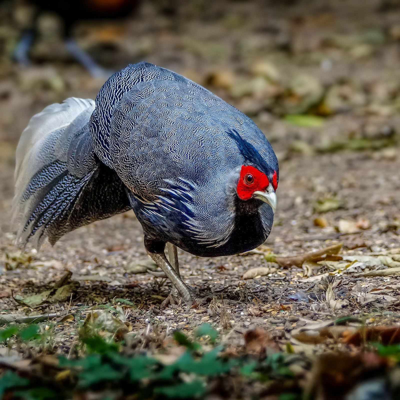 male