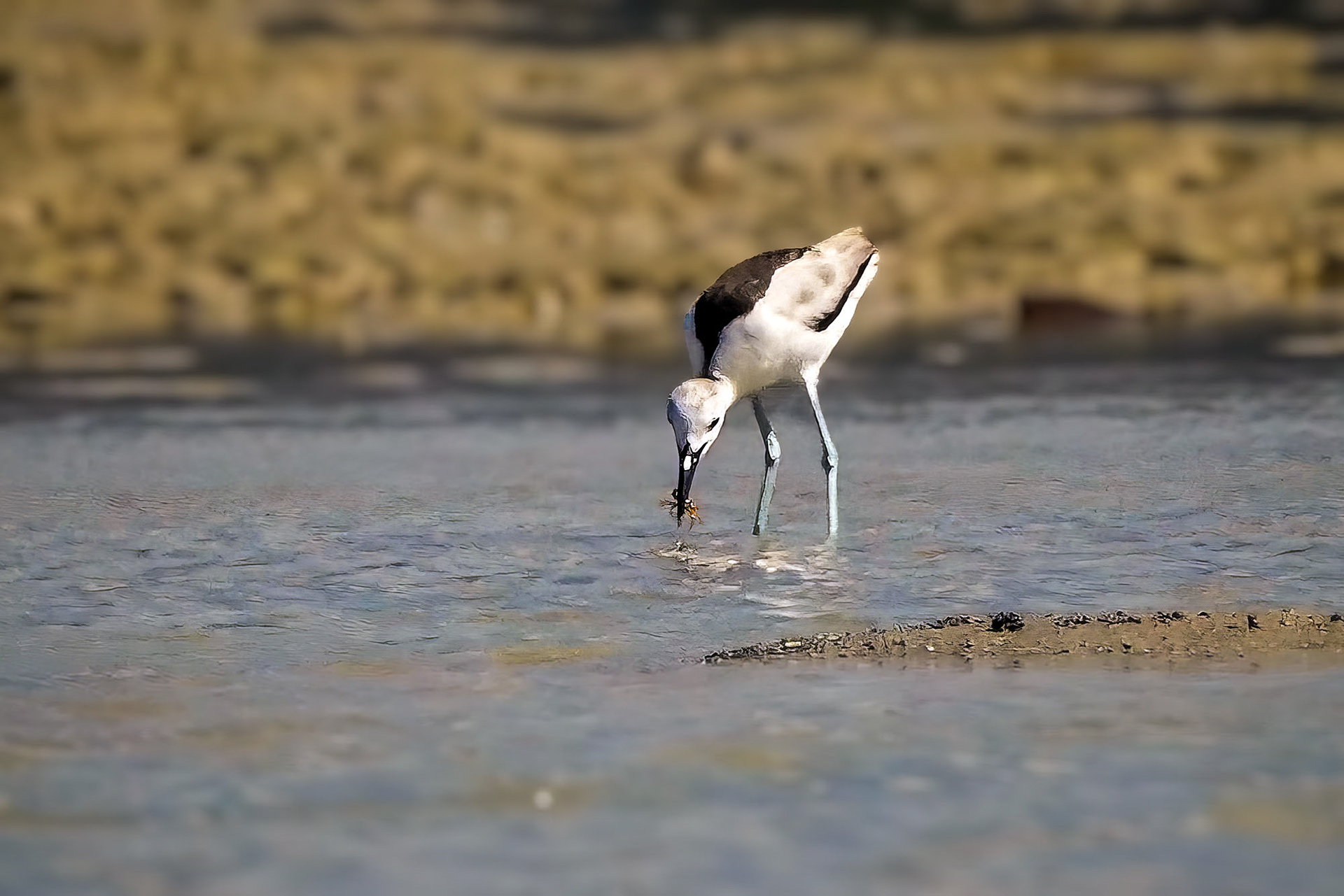 Reiherläufer / crab-plover