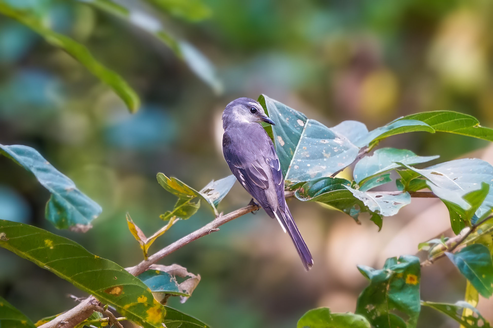 Fahlbürzel-Mennigvogel
