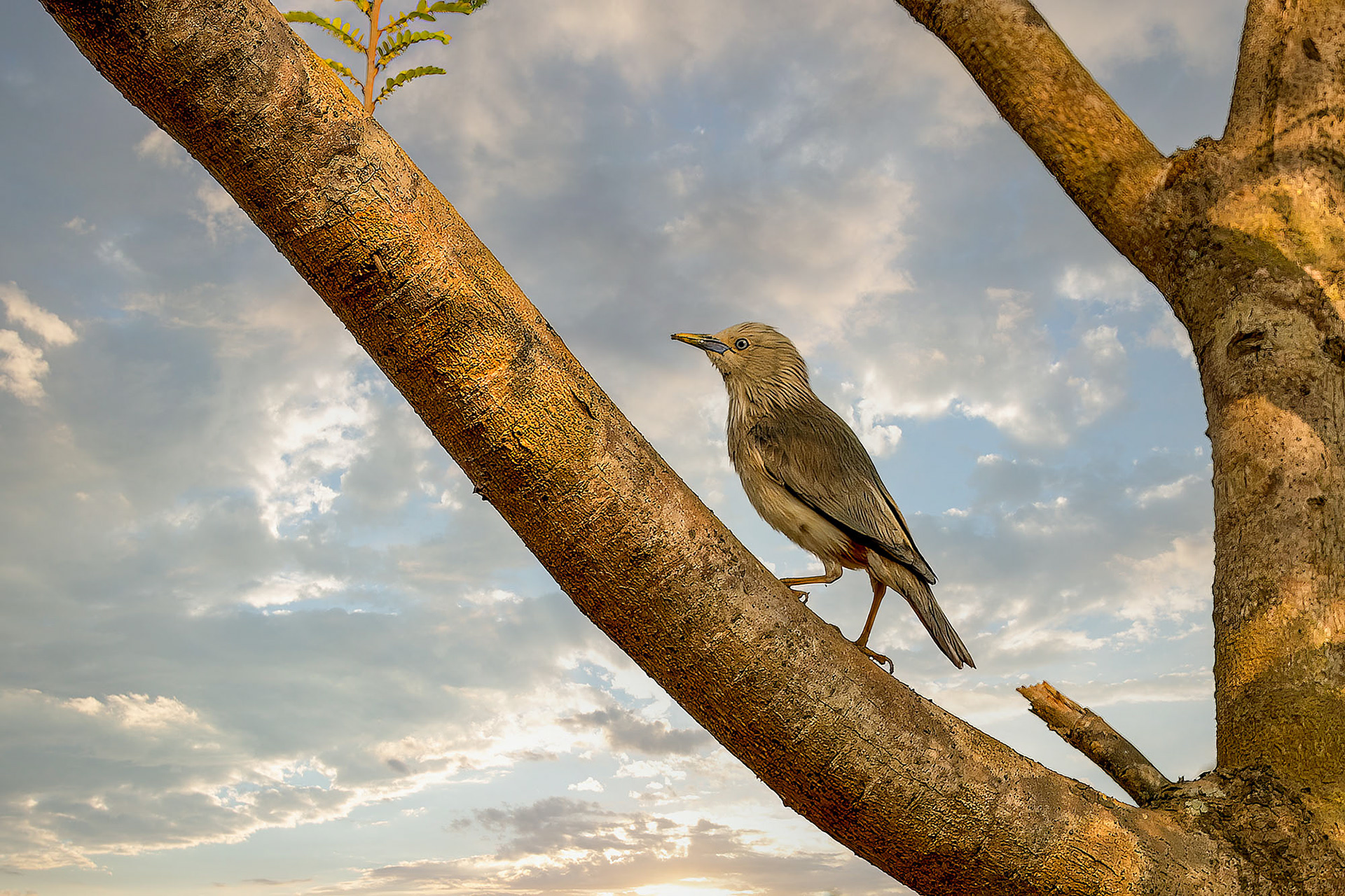 Graukopfstar / Chestnut-tailed Starling or Grey-headed Myna