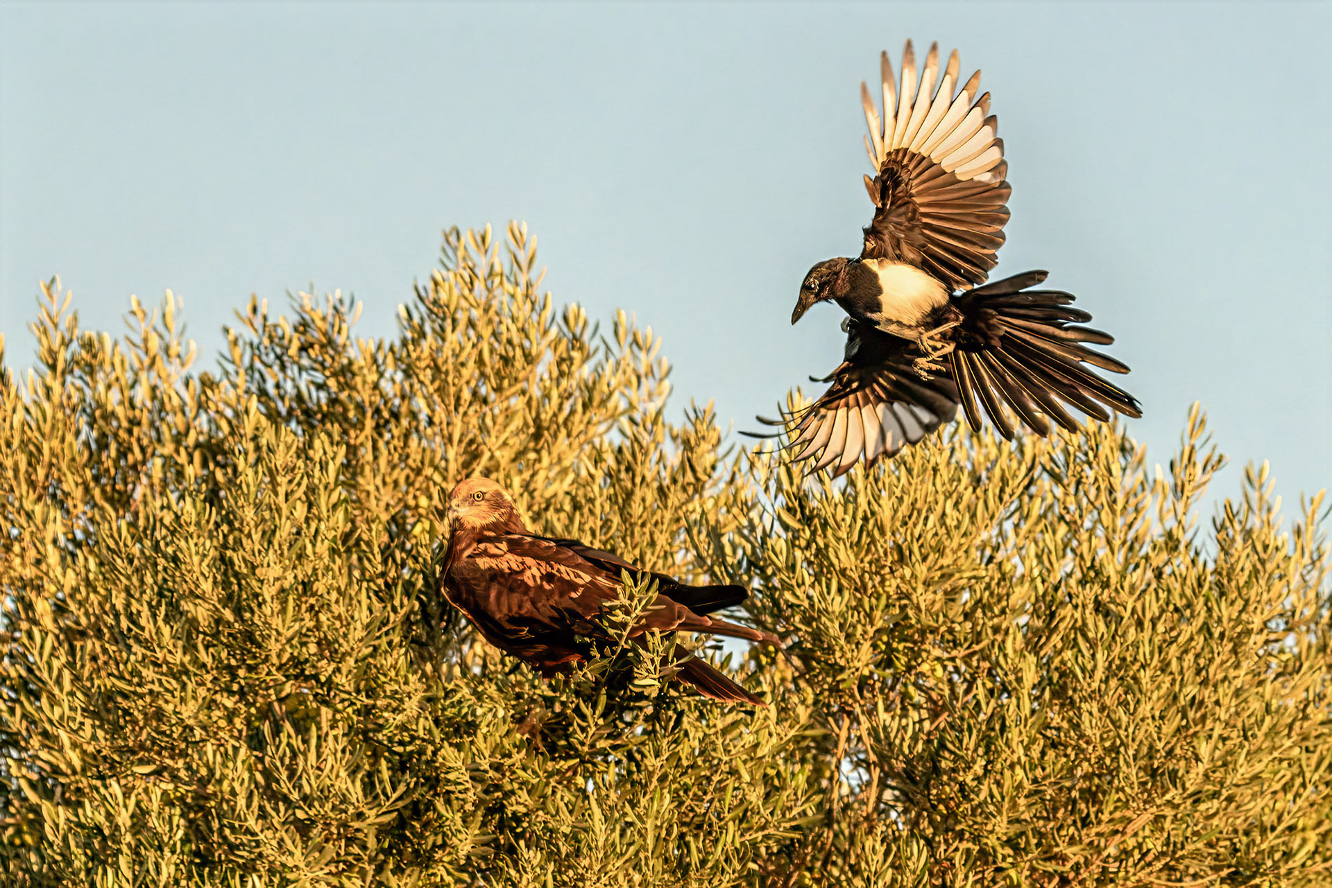 Elster attackiert Rohrweihe, female