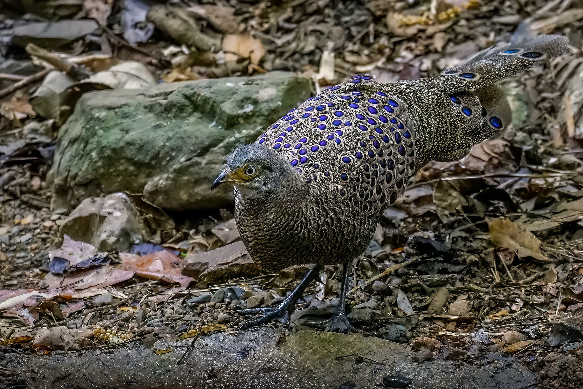 male