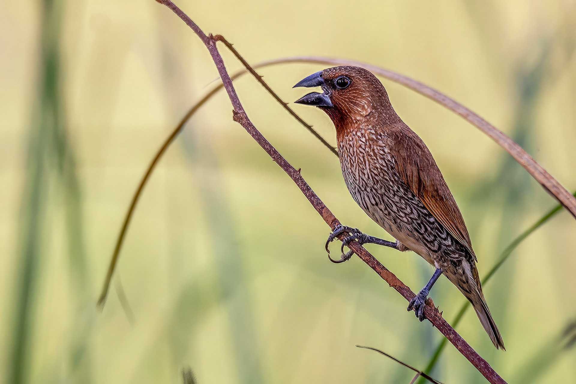 Muskatbronzemännchen