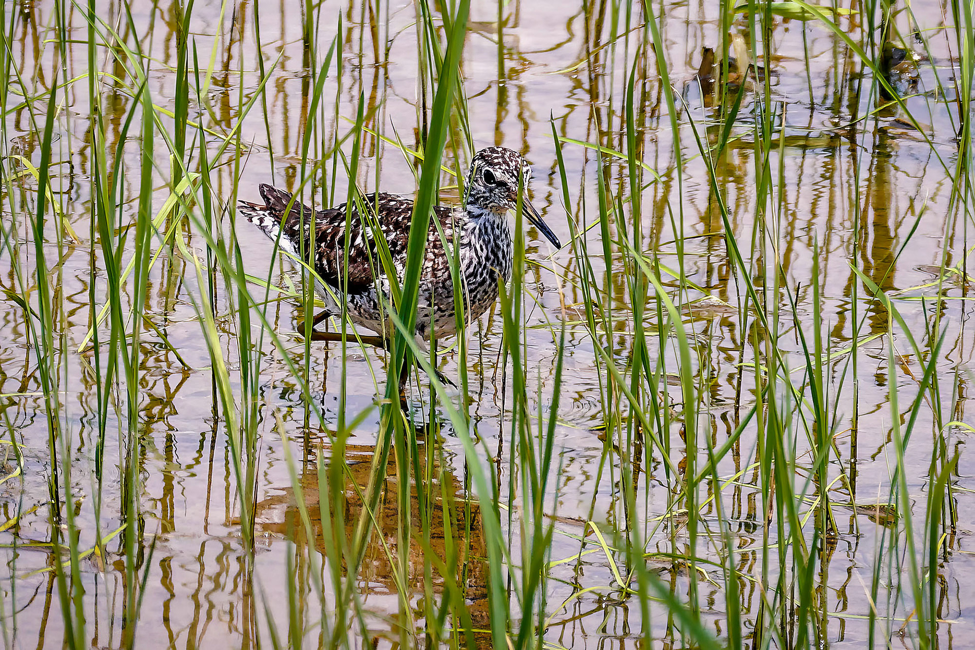  Bruchwasserläufer (Brutkleid) / wood sandpiper