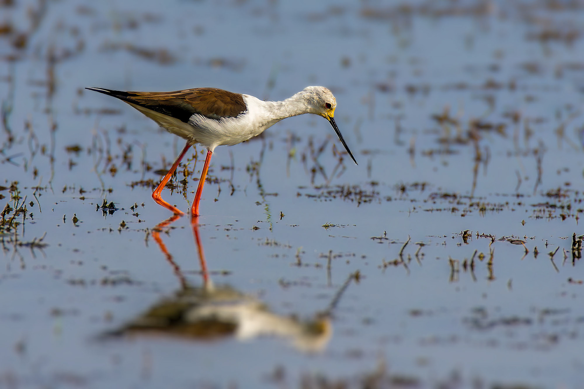 Stelzenläufer / black-winged stilt