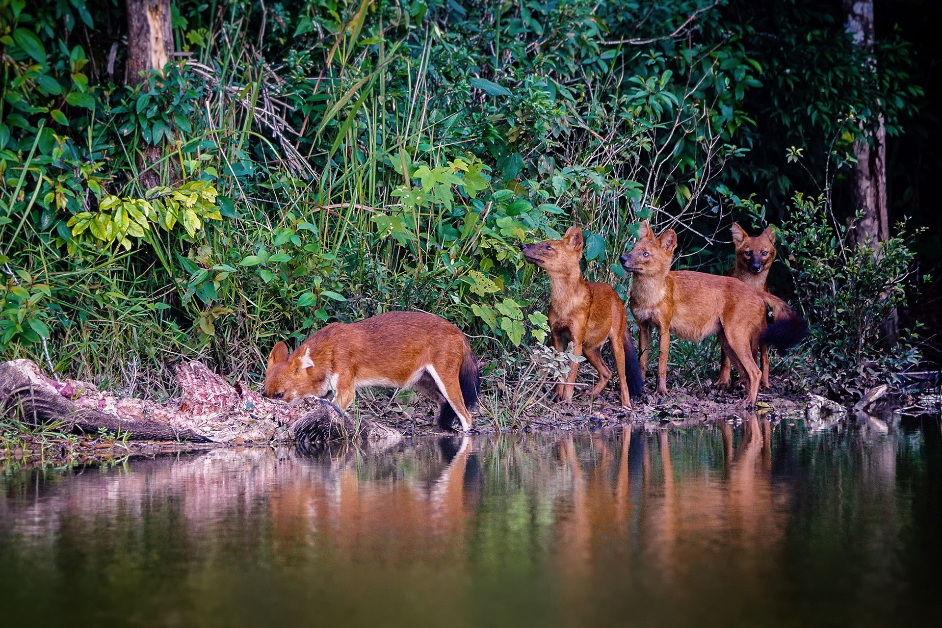 Asiatischer Wildhund, auch Dhole oder Rothund genannt