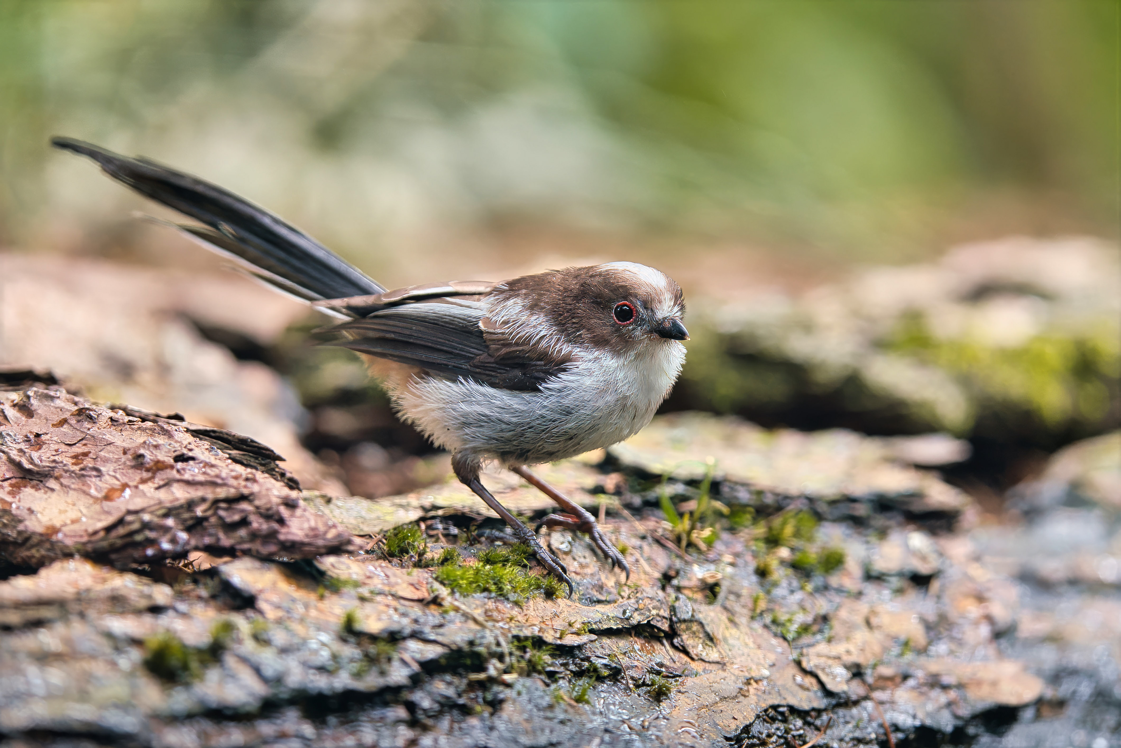 Schwanzmeise (Juv)