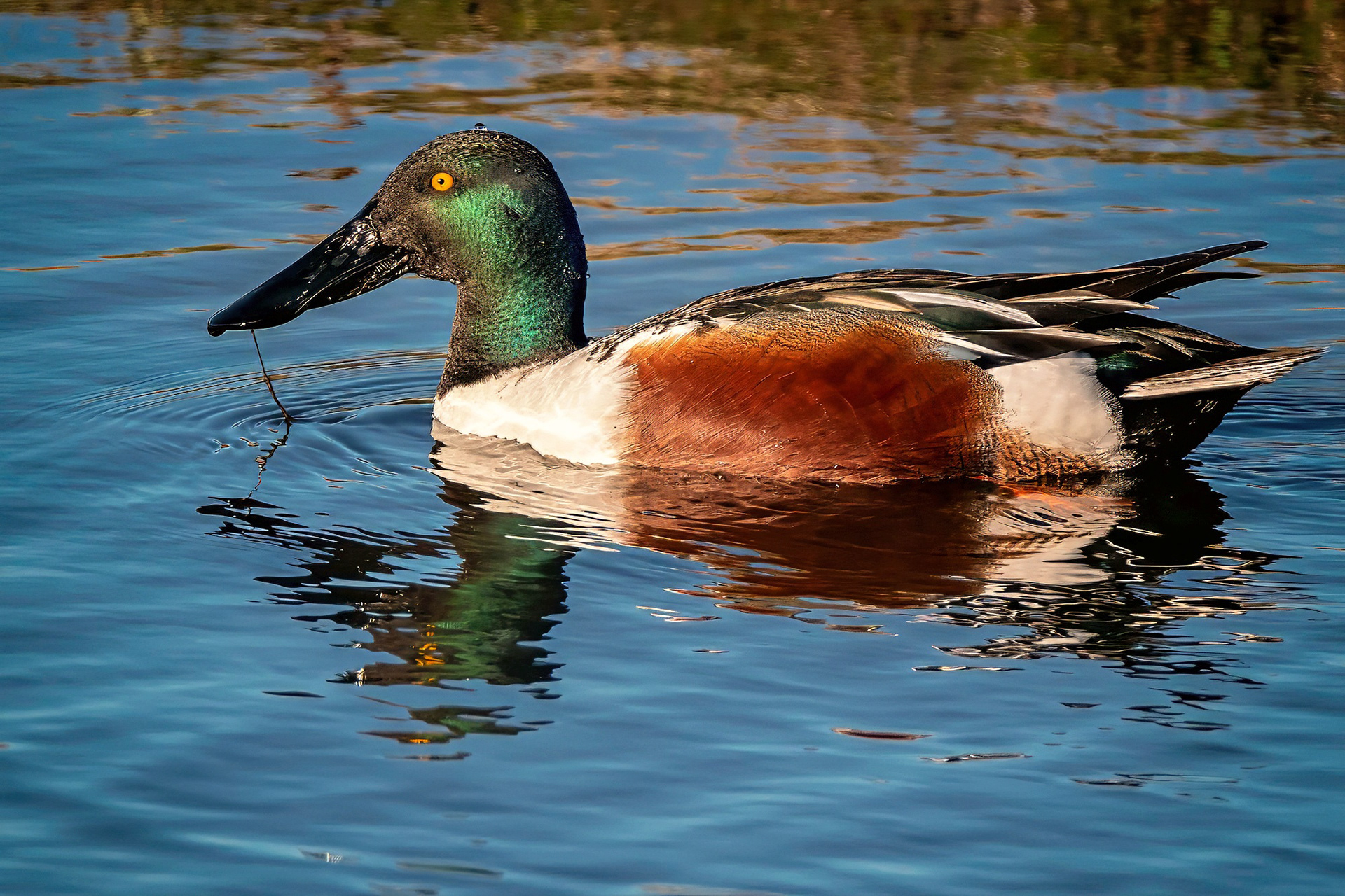 Löffelente, male