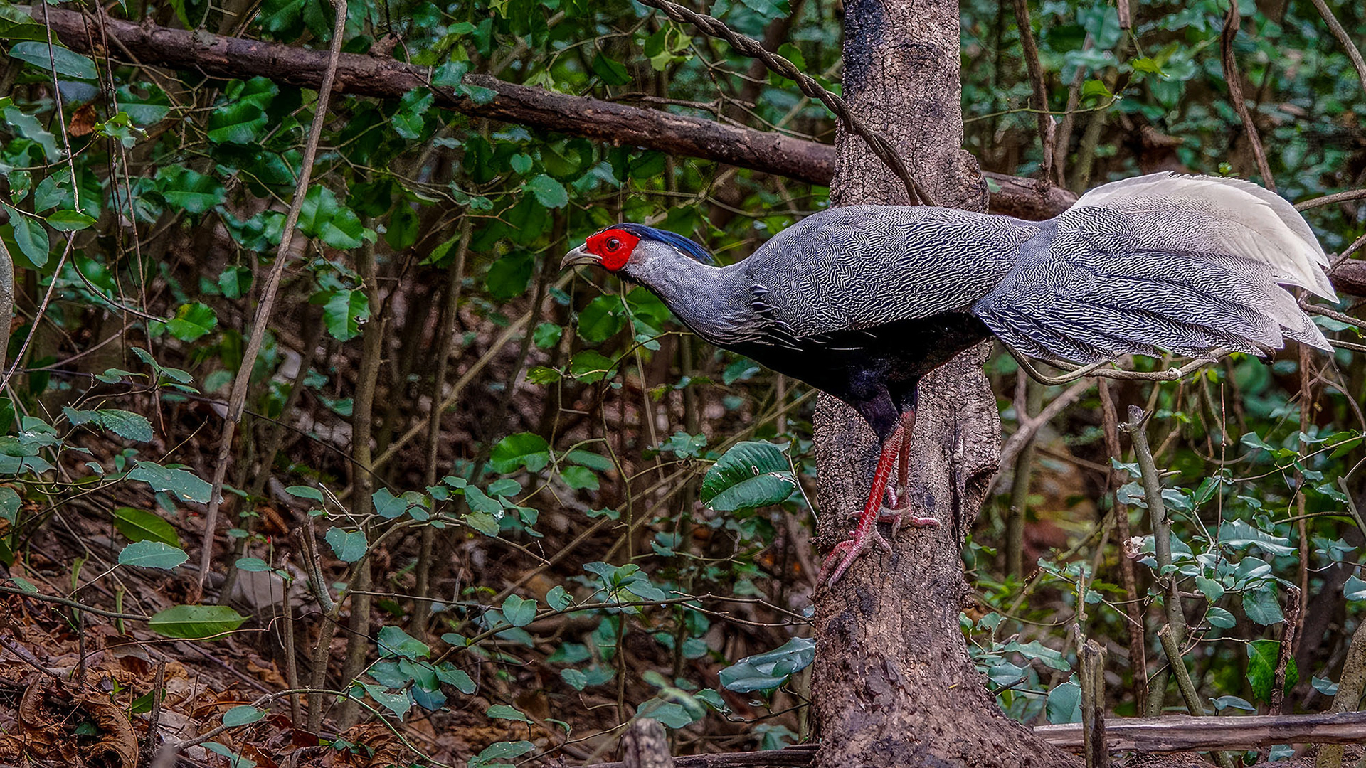 male