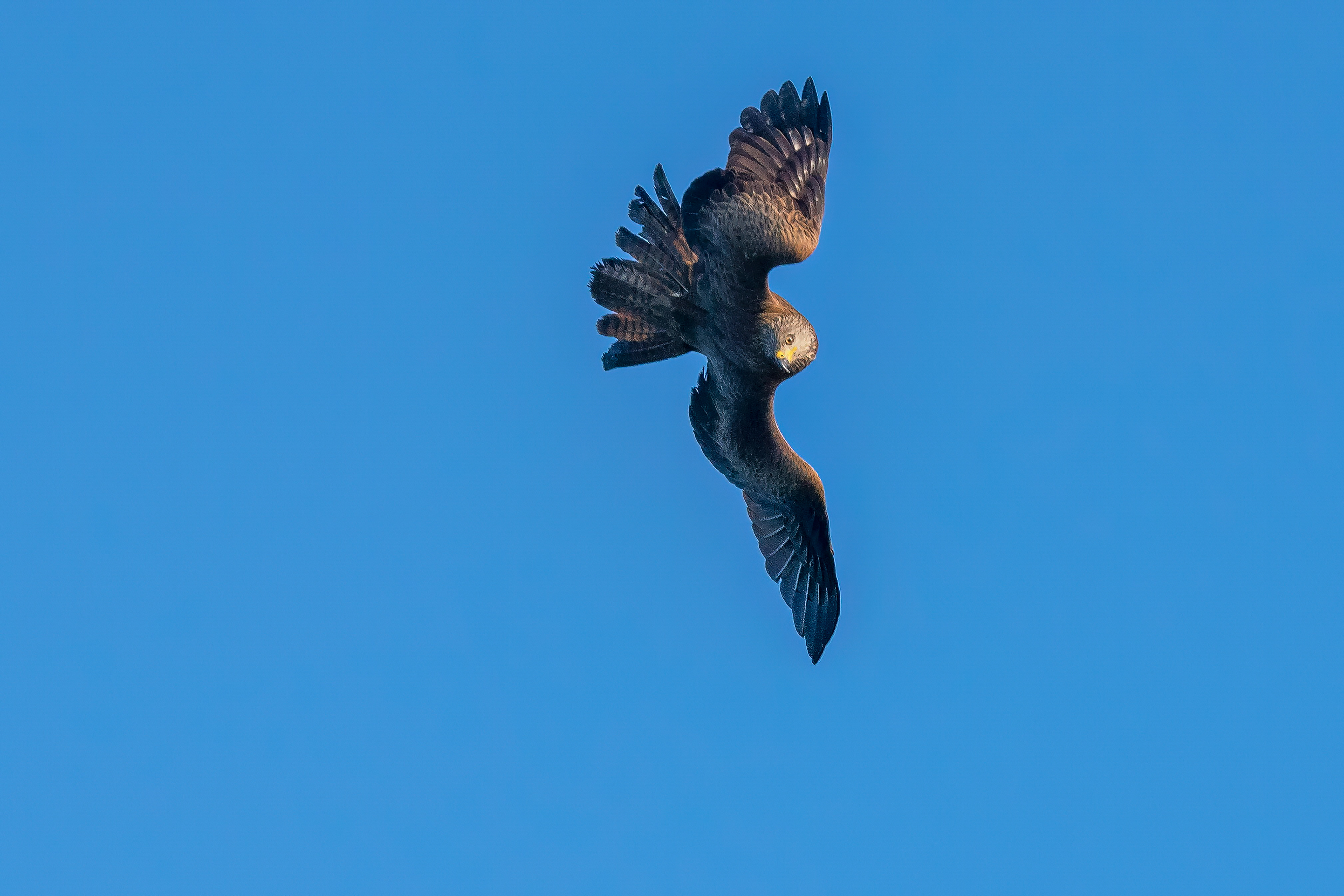 Der Flugakrobat...