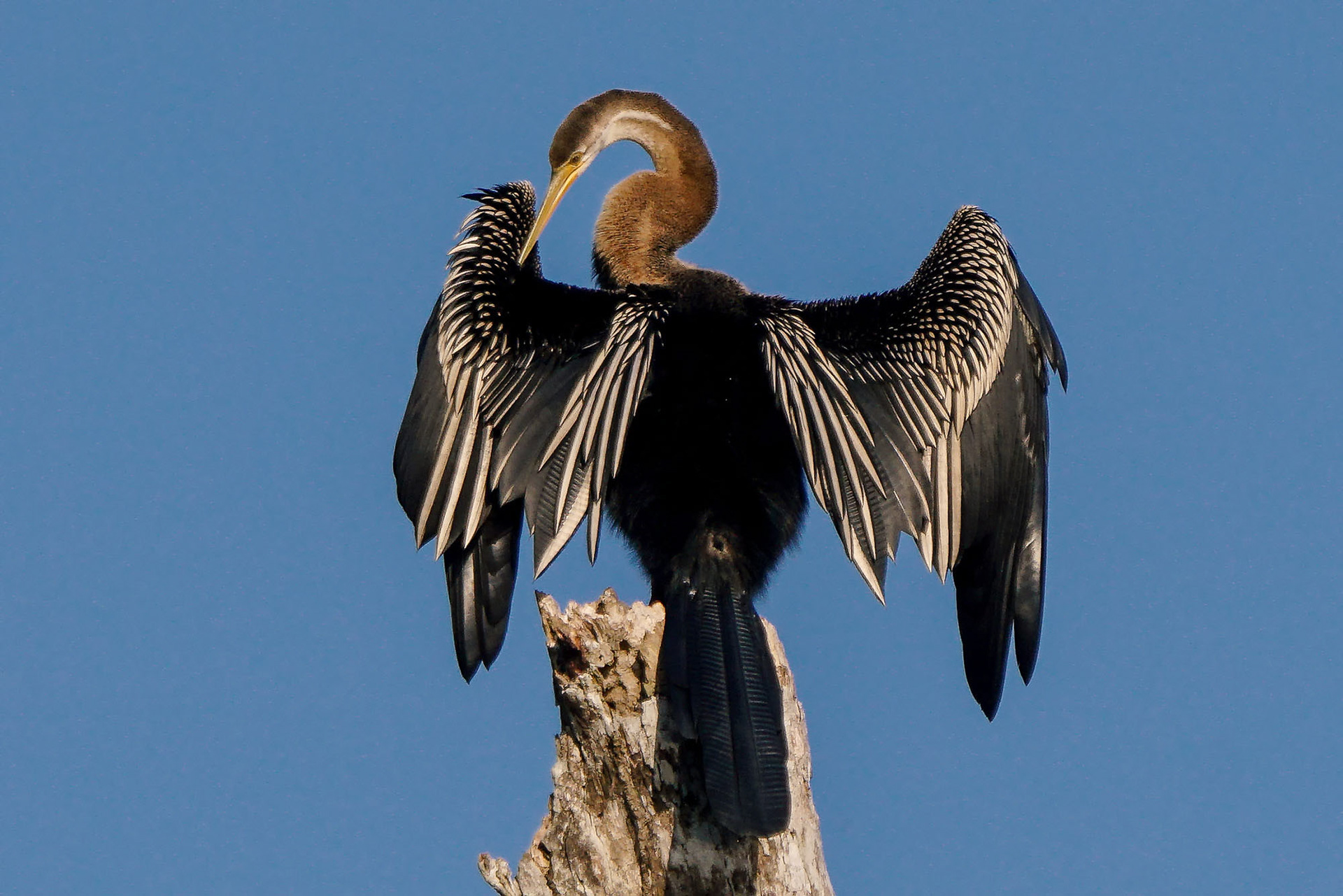 Orient-Schlangenhalsvogel  / Oriental darter
