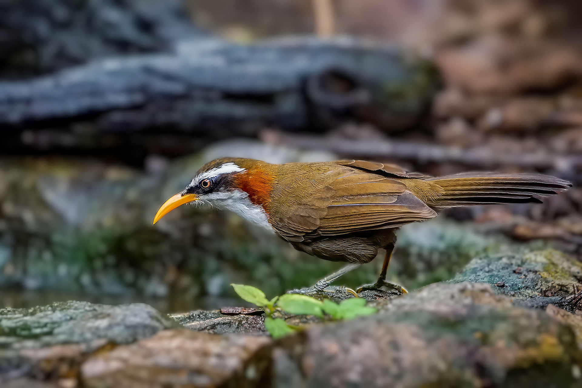 Himalajasäbler / White-browed Scimitar-babbler