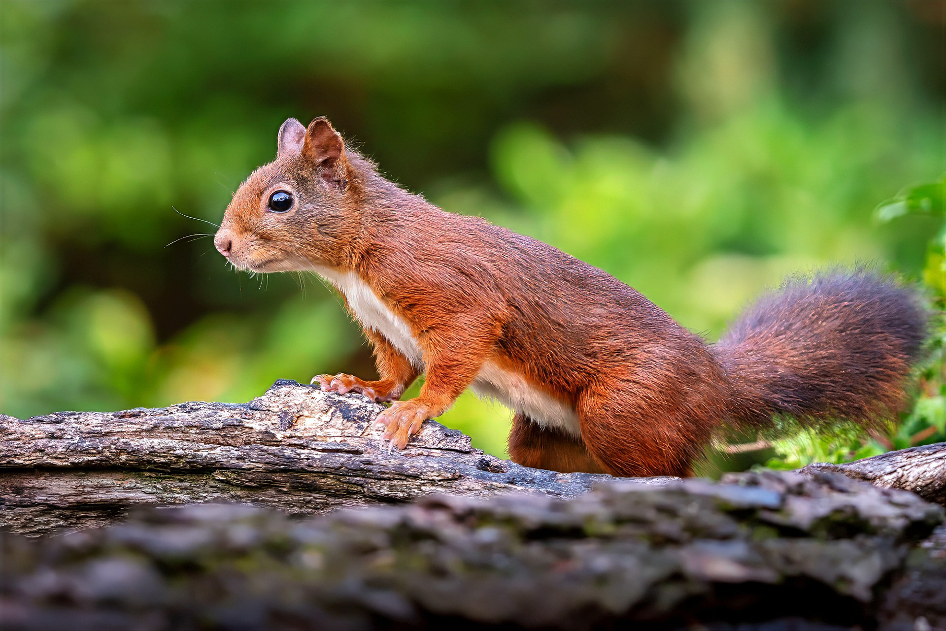 Eurasisches Eichhörnchen