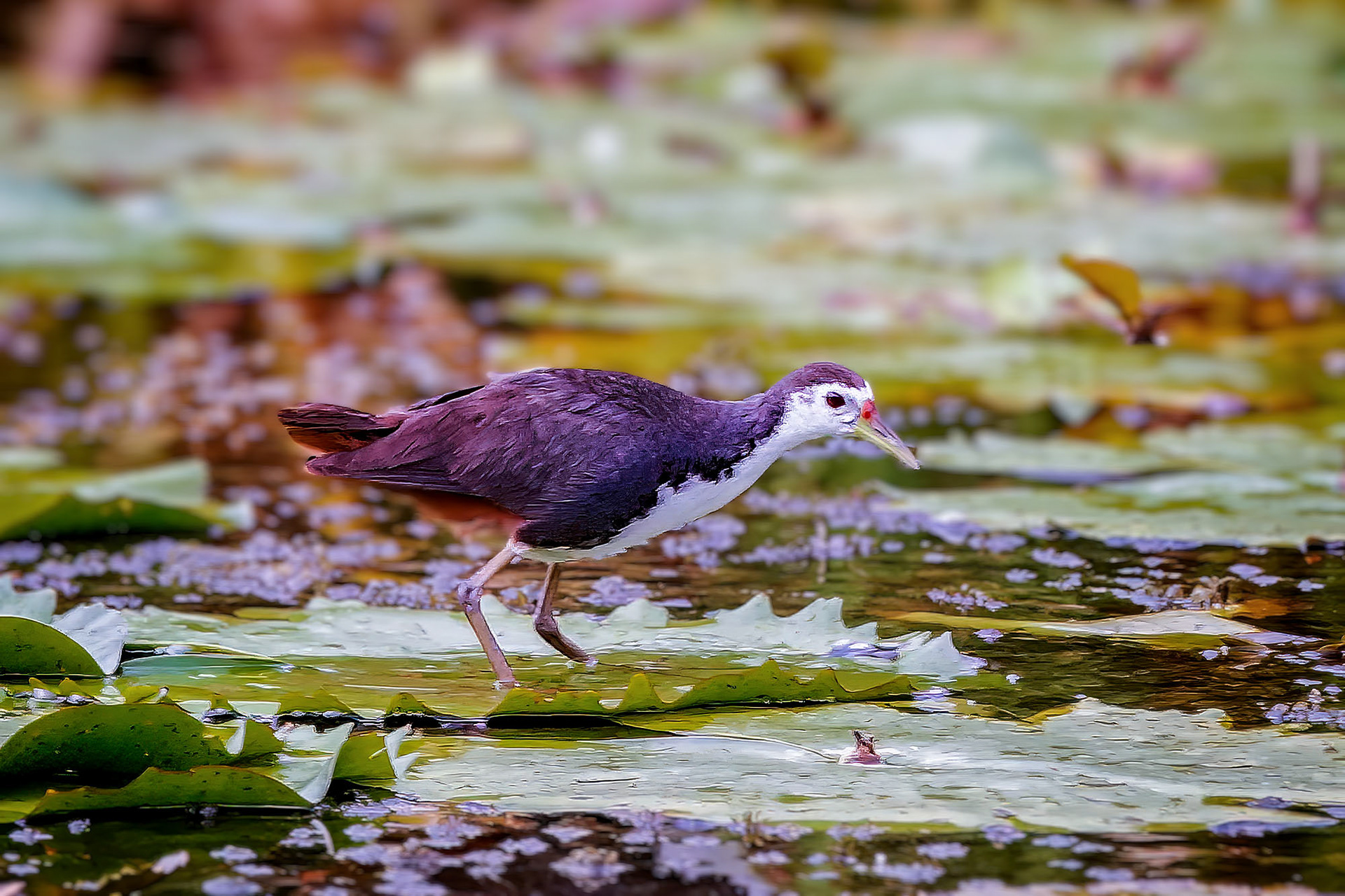 Weißbrust-Kielralle / white-breasted waterhen