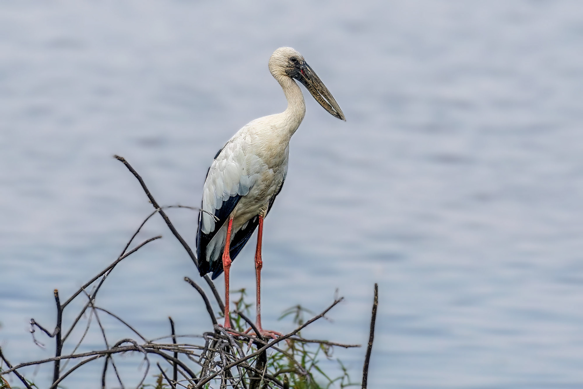 Silberklaffschnabel / Asian openbill