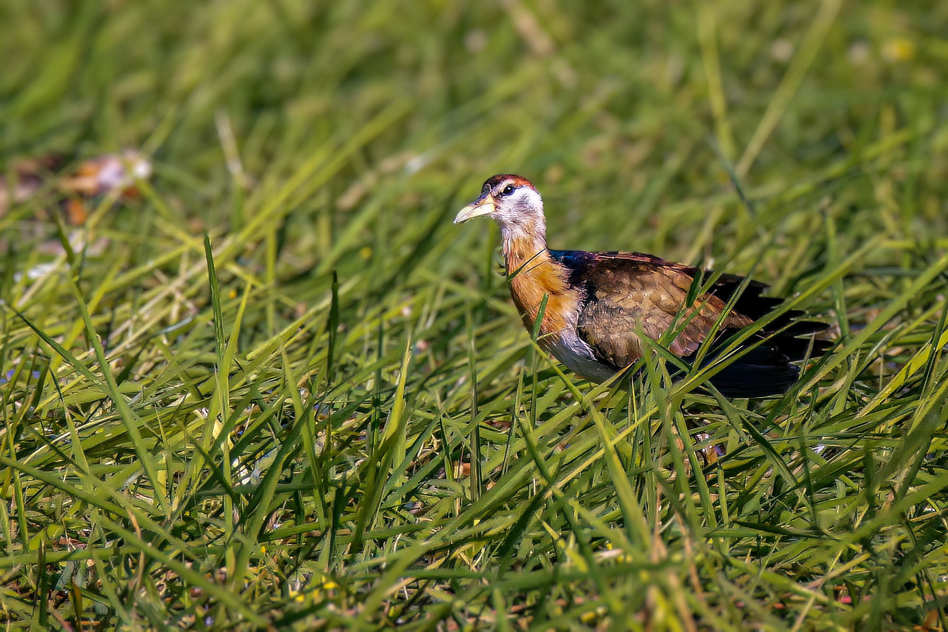 Bronzeblatthühnchen (juvenile) / bronze-winged jacana