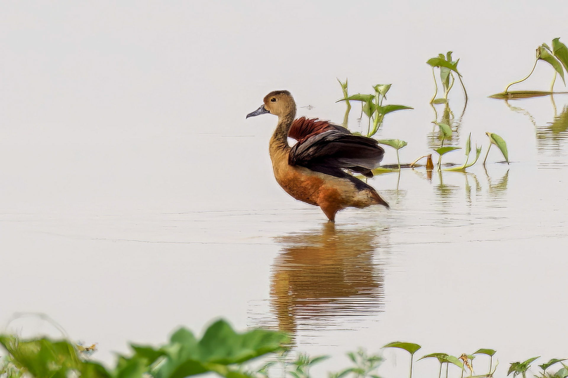 Javapfeifgans /  lesser whistling duck