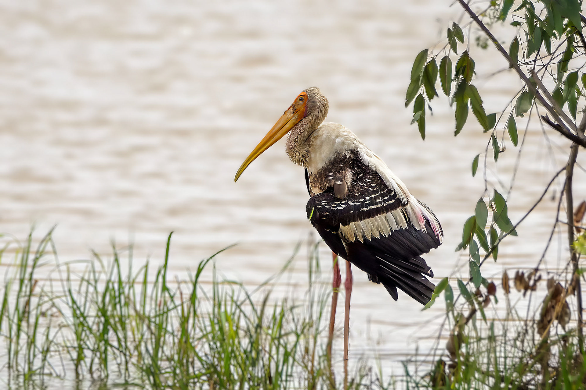 Buntstorch / painted stork