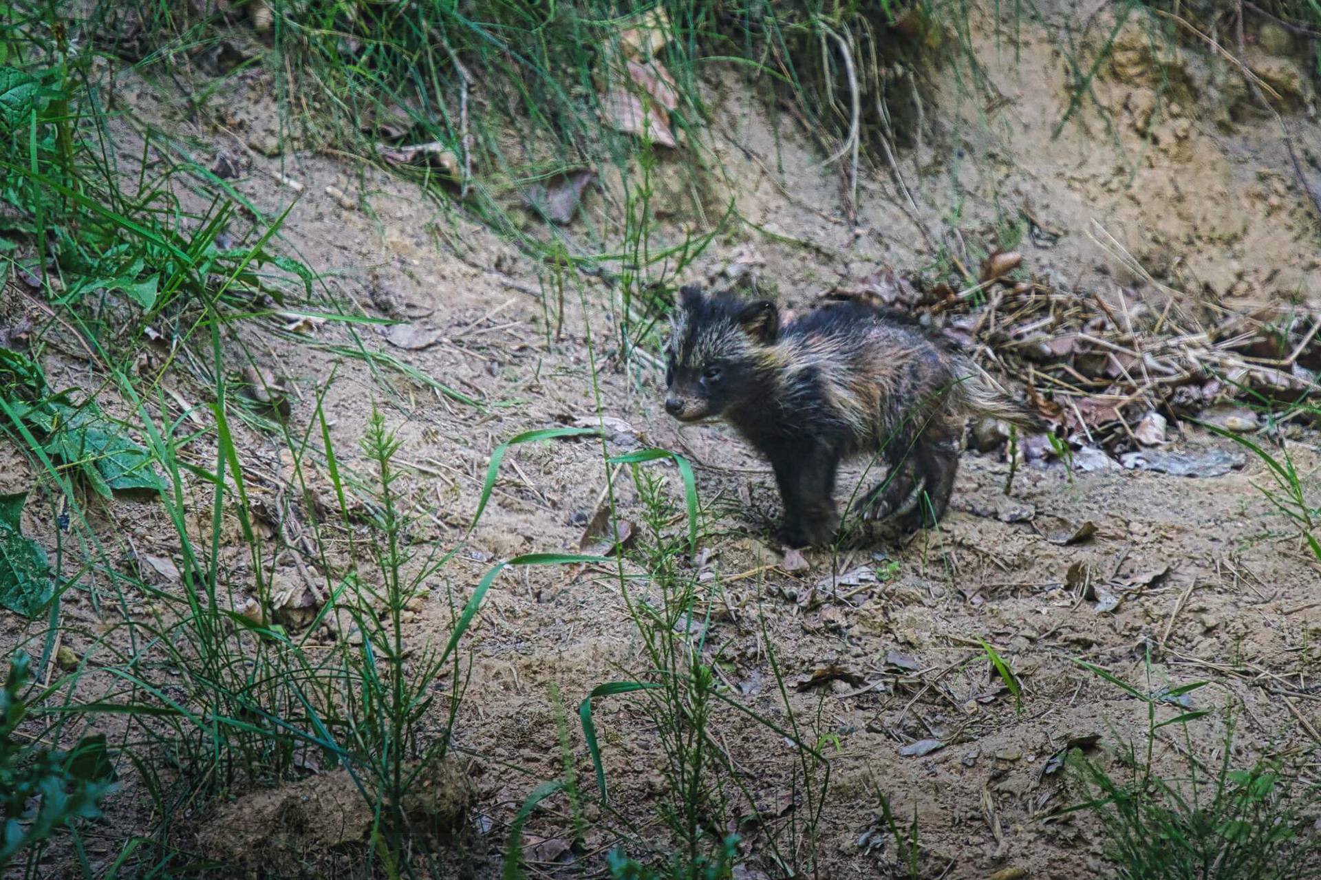 Marderhund Welpen vor dem Bau