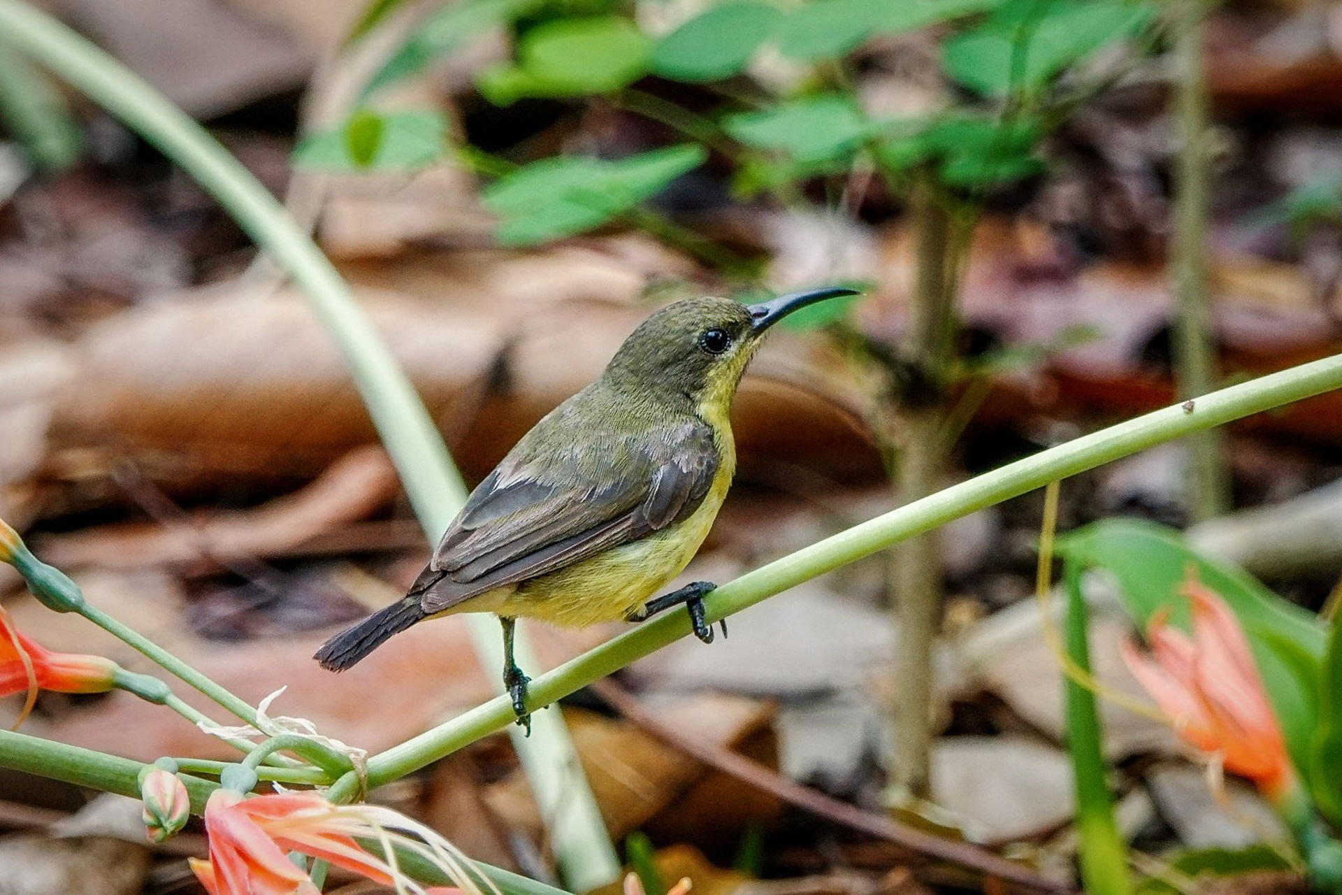 female