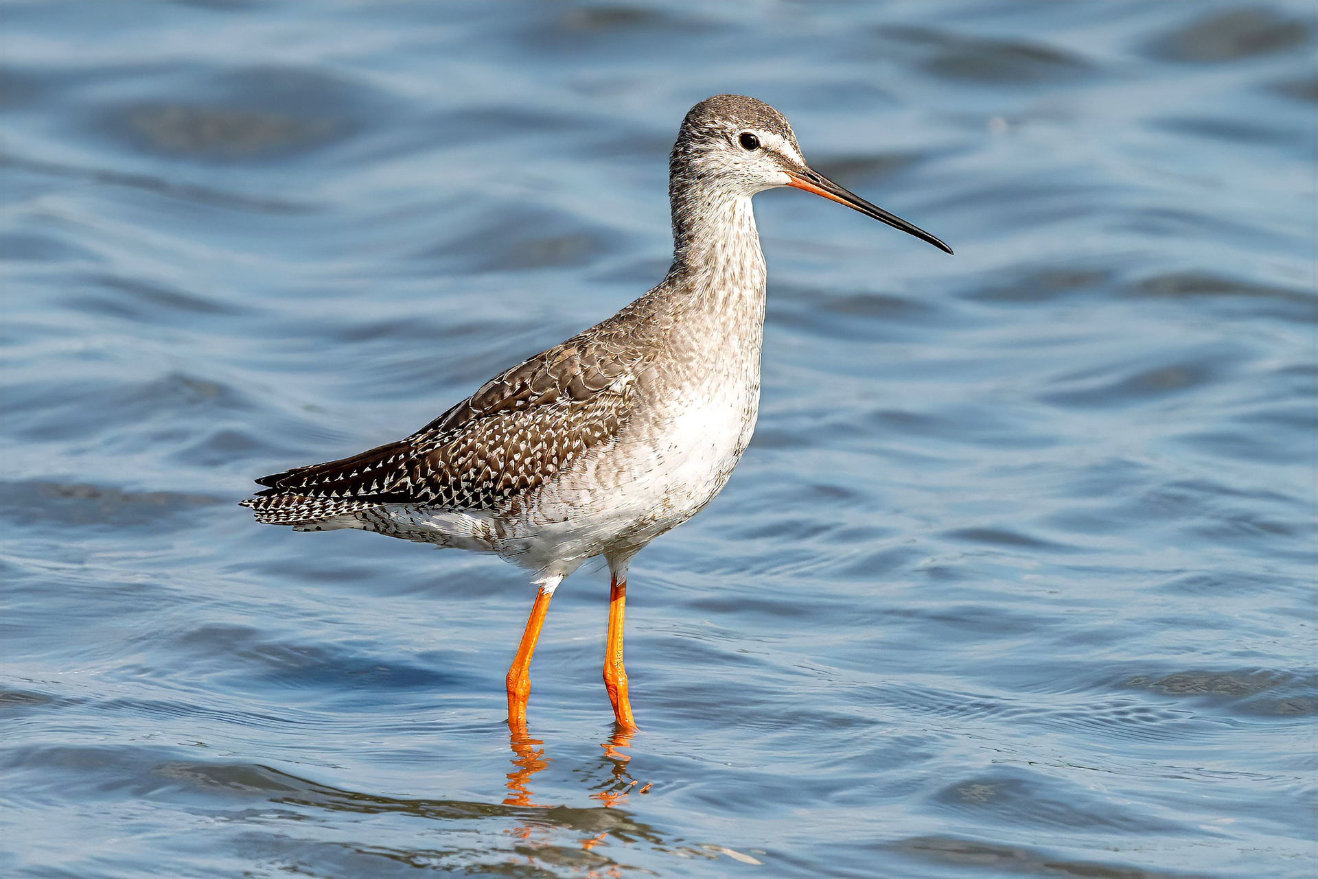 Dunkler Wasserläufer, Schlcihtkleid