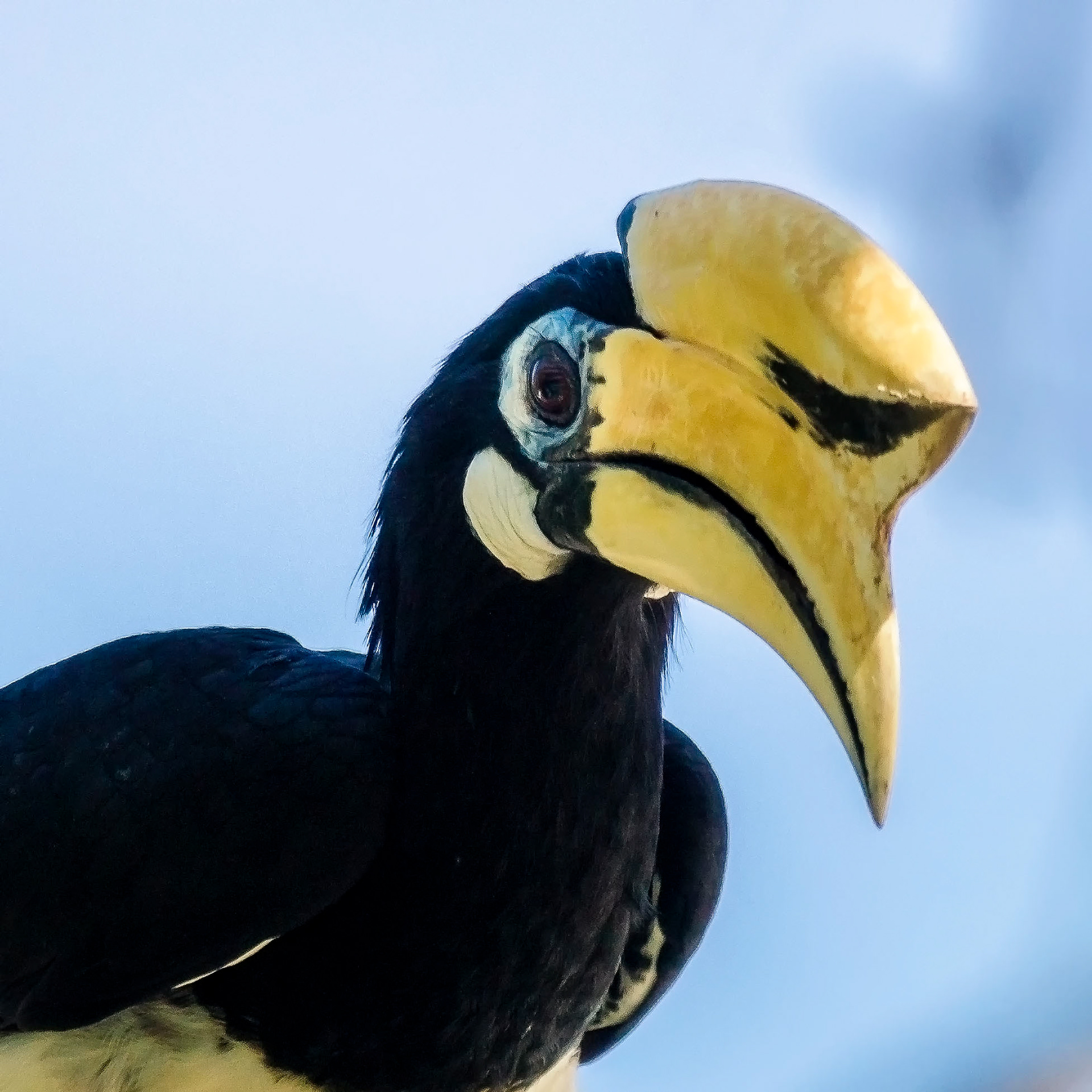"Nördlicher" Orienthornvogel