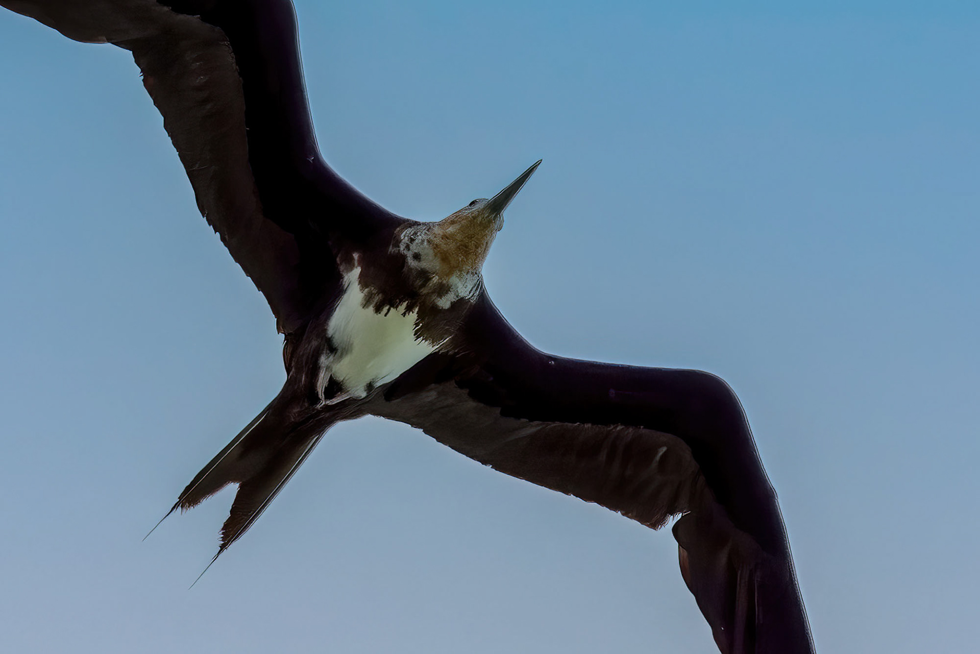 juvenile
