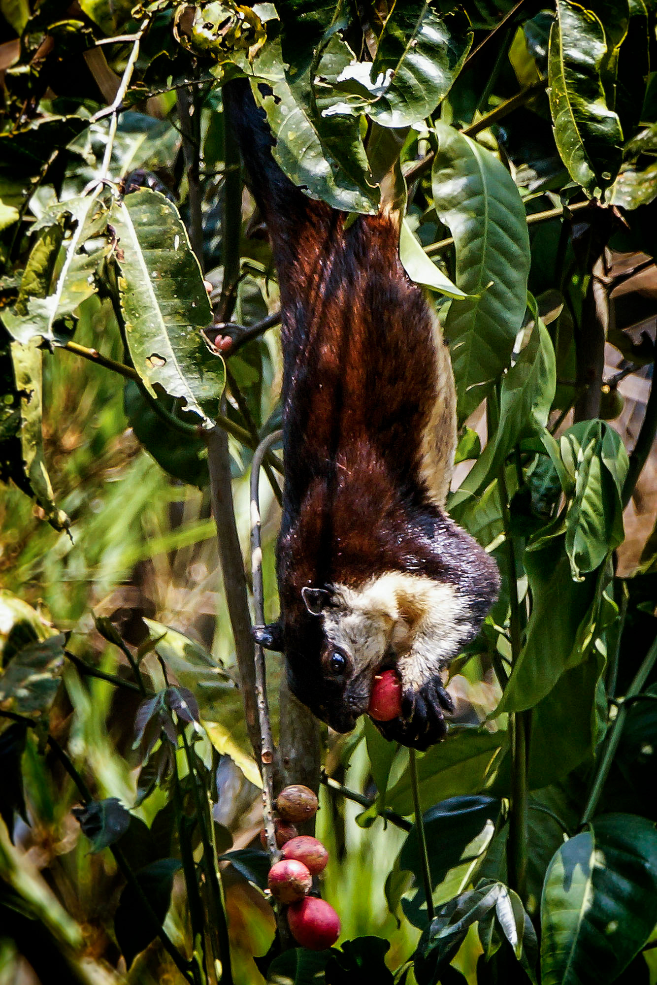Schwarzes Riesenhörnchen