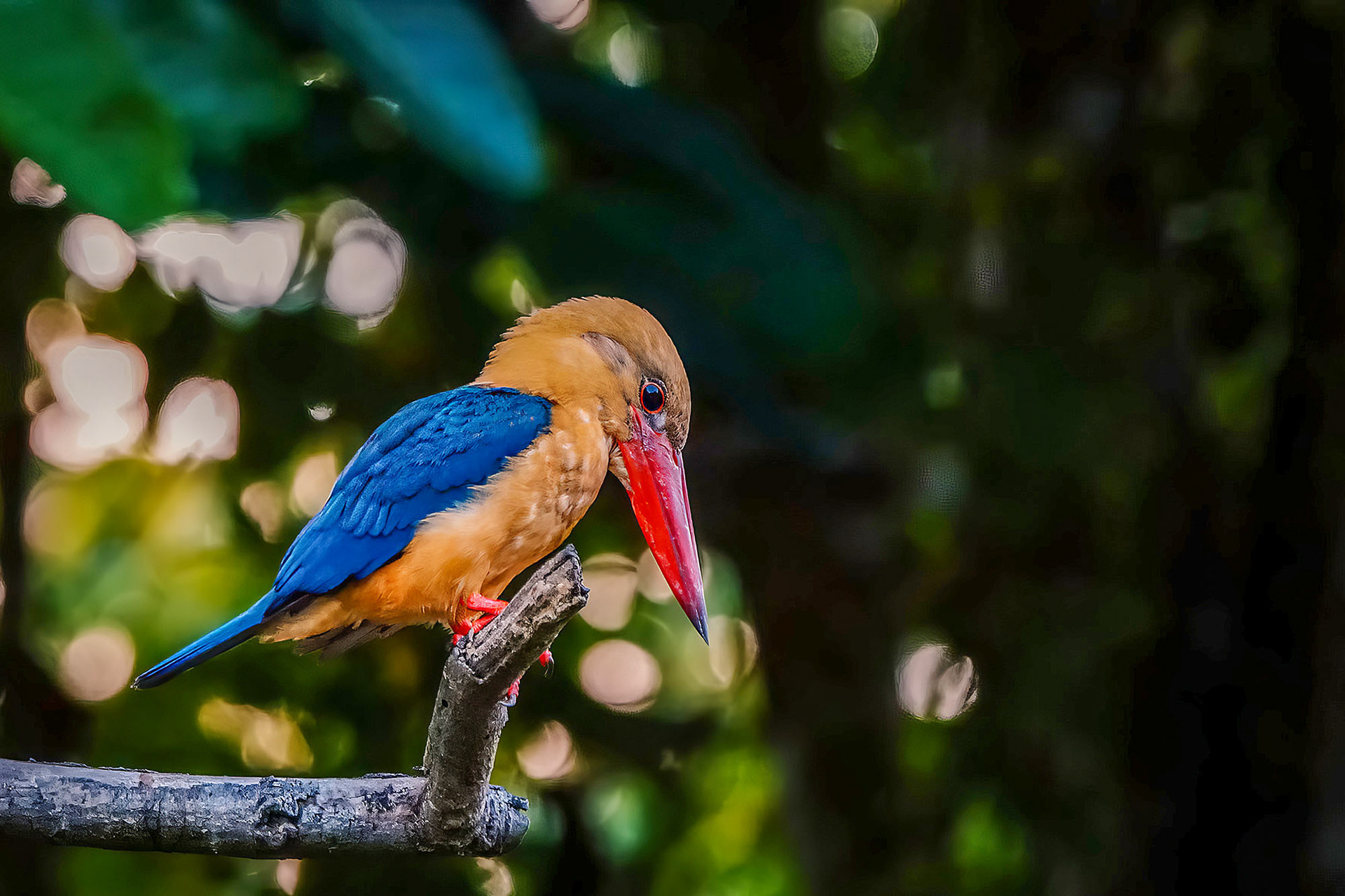 Storchschnabelliest, Borneo