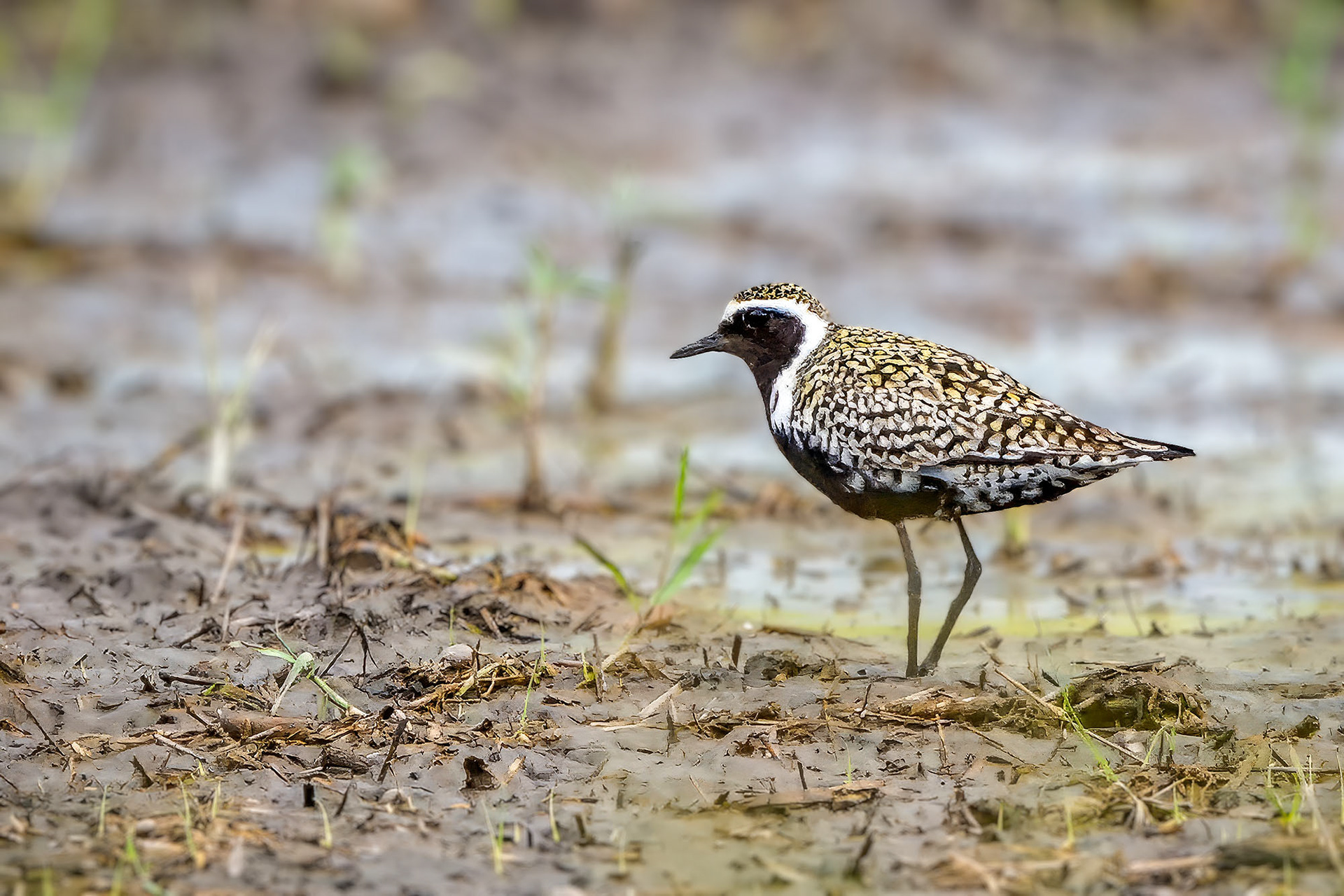 Sibirischer Goldregenpfeifer (Brutkleid) /Pacific golden plover