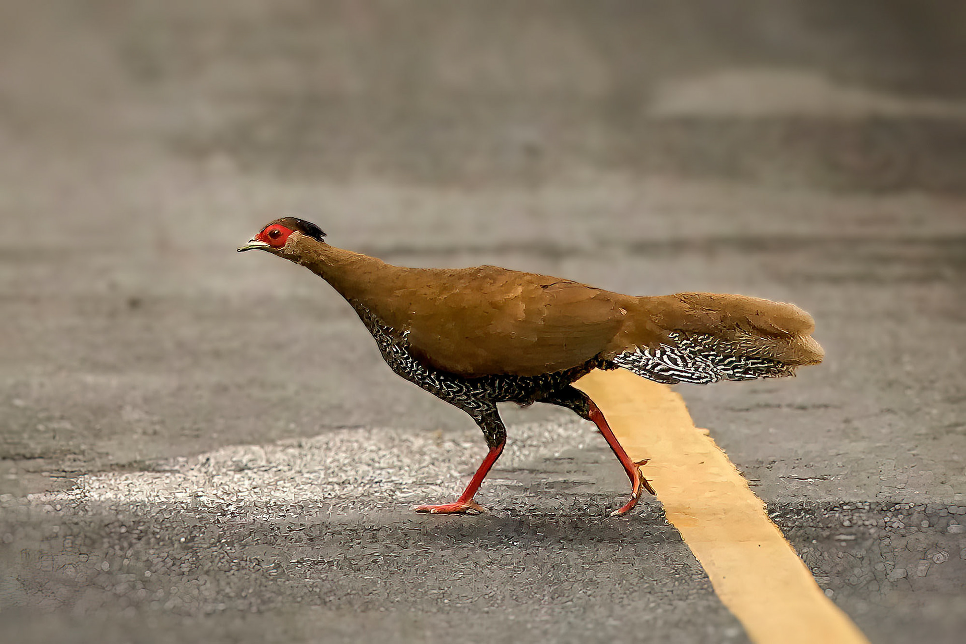 female