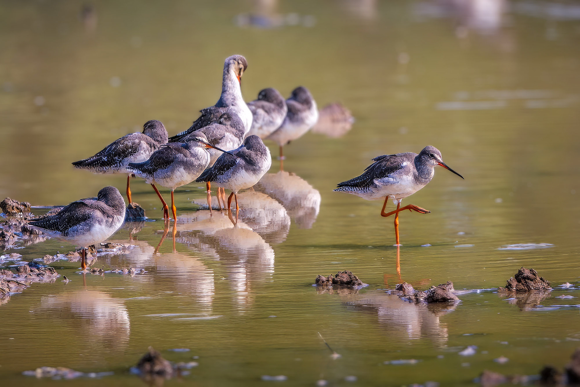 Dunkelwasserläufer / spotted redshank