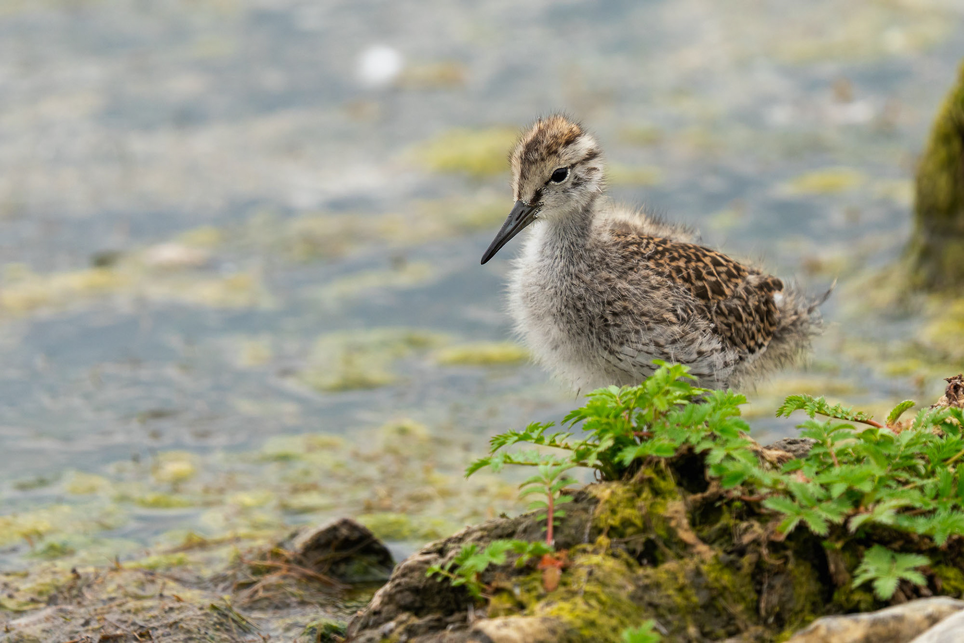 Rotschenkel, juvenile