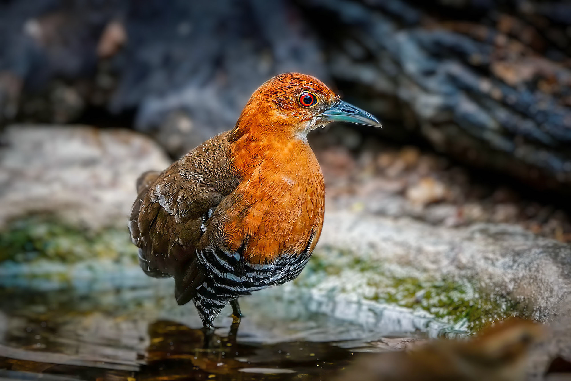 Hinduralle / slaty-legged crake