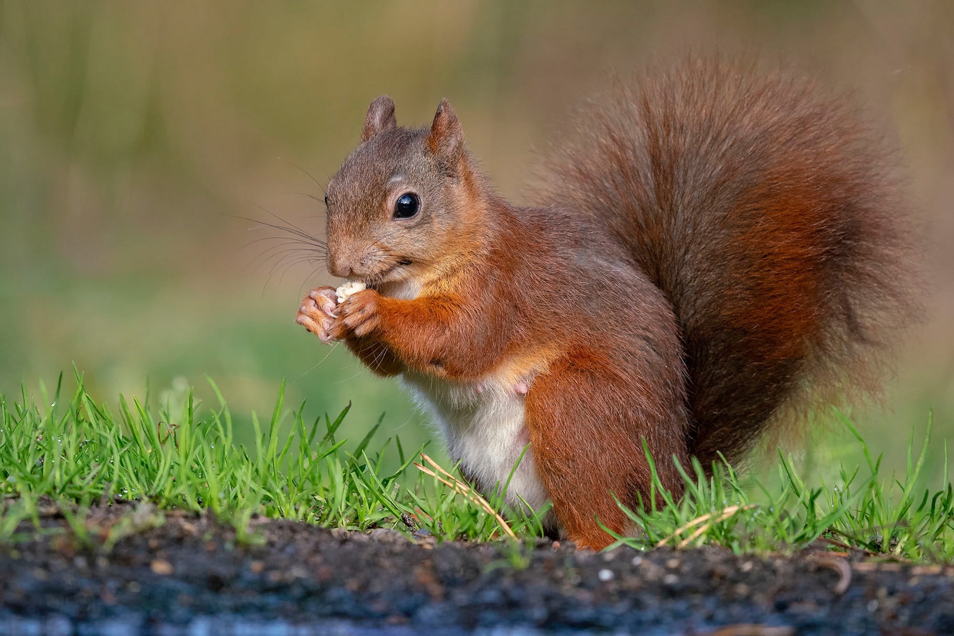 Eurasisches Eichhörnchen