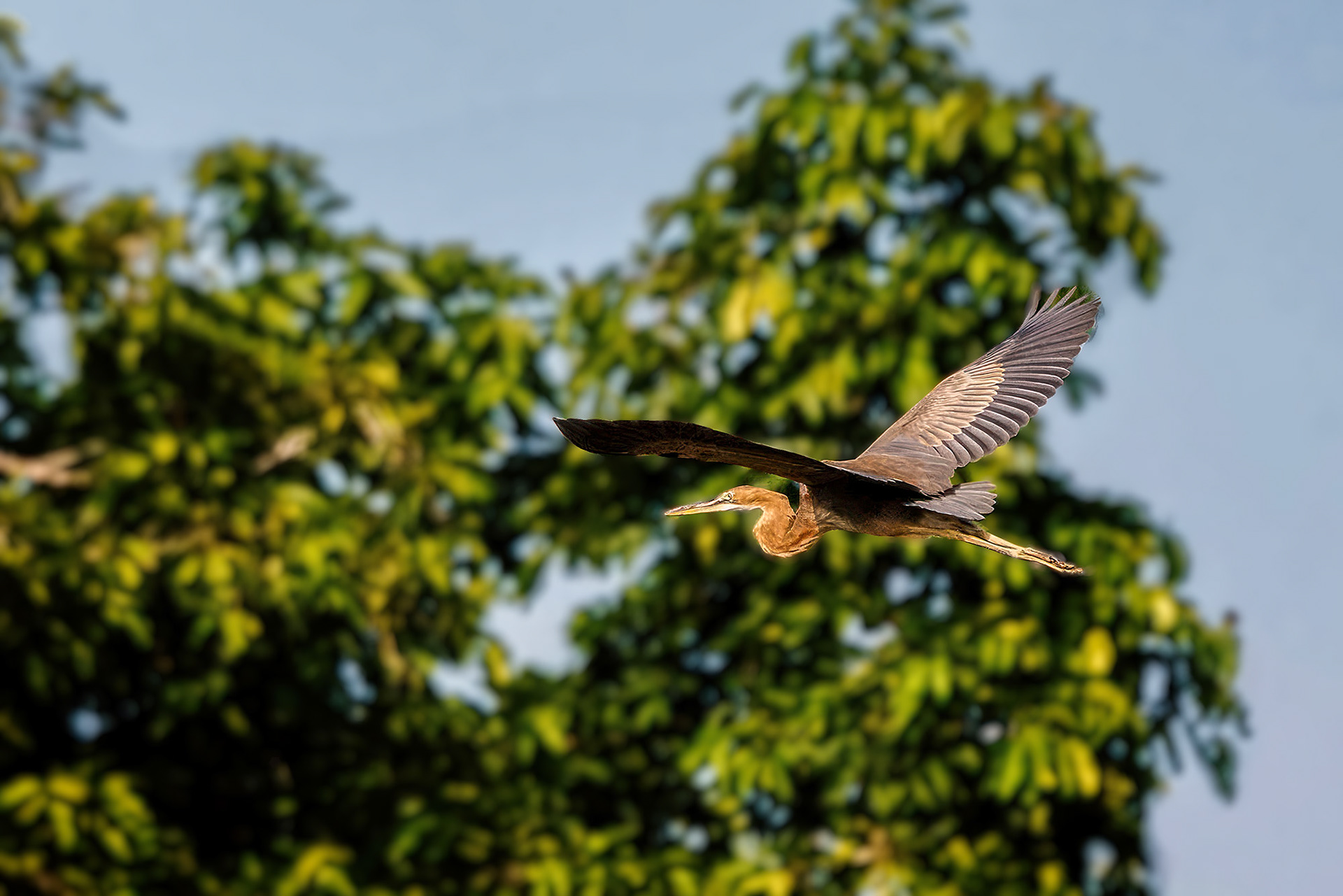 Purpurreiher / purple heron