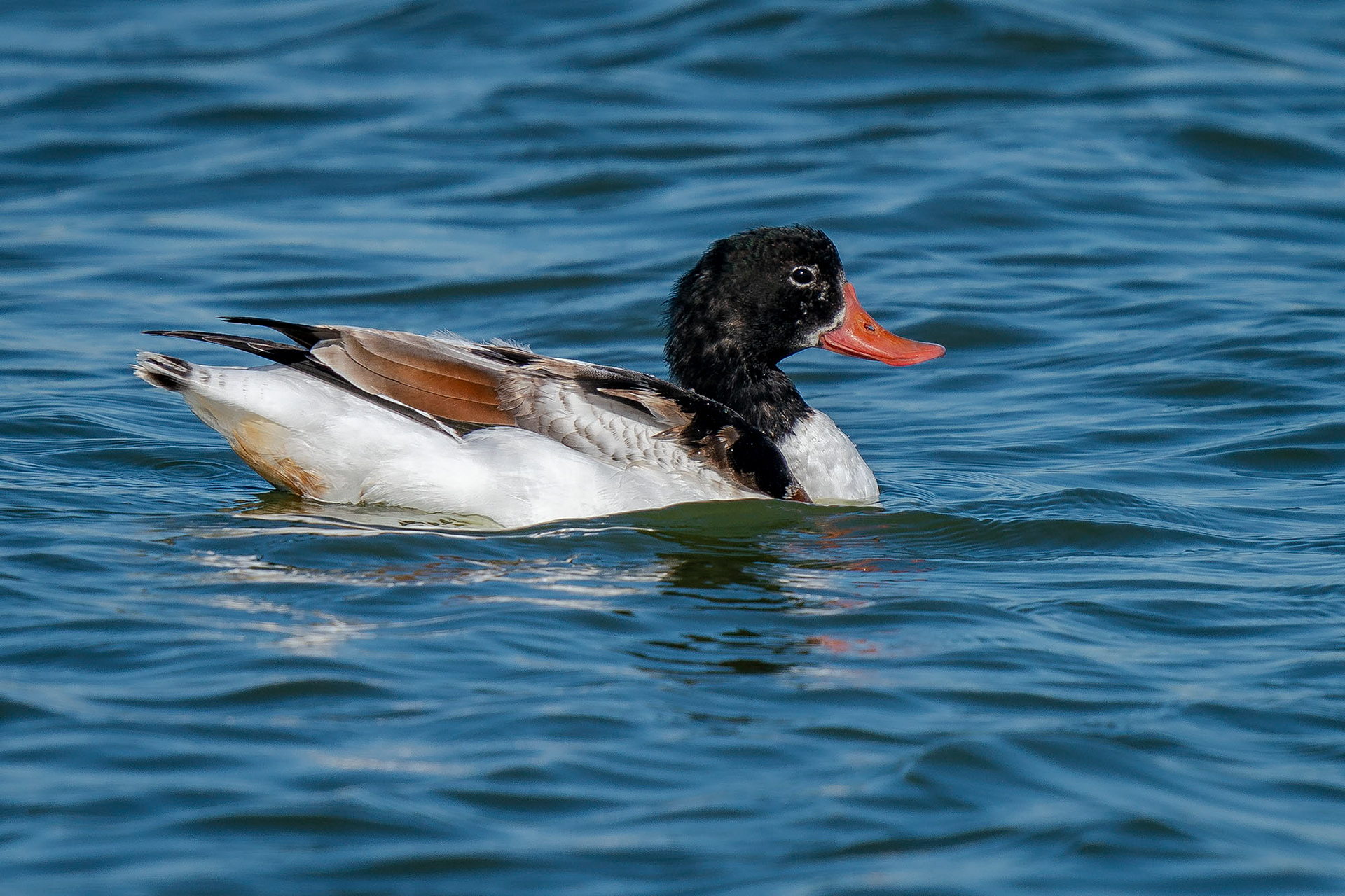 Brandgans, female