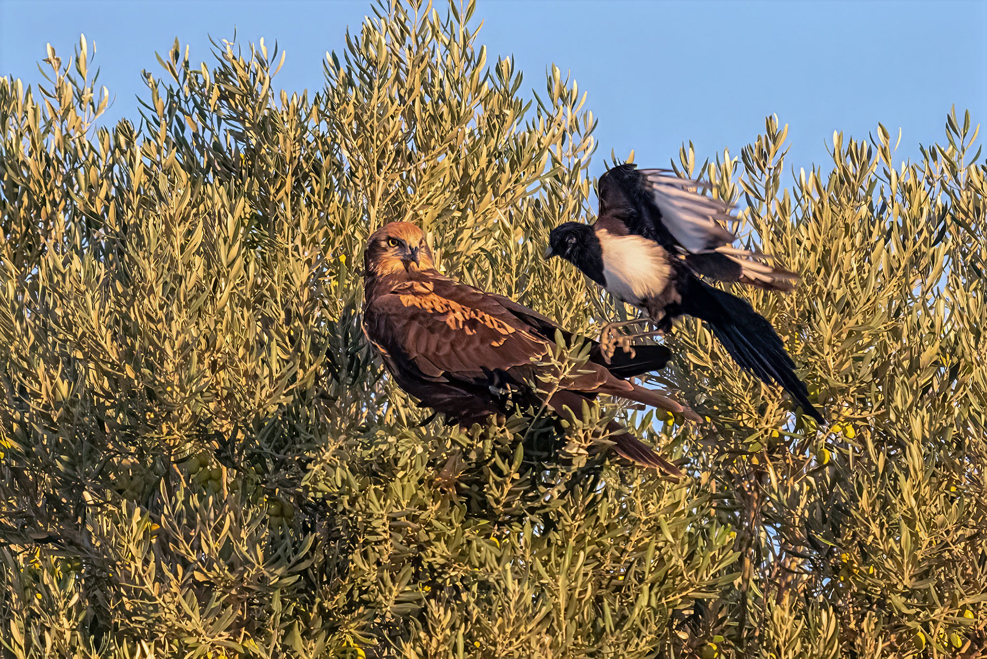 Elster attackiert Rohrweihe, female