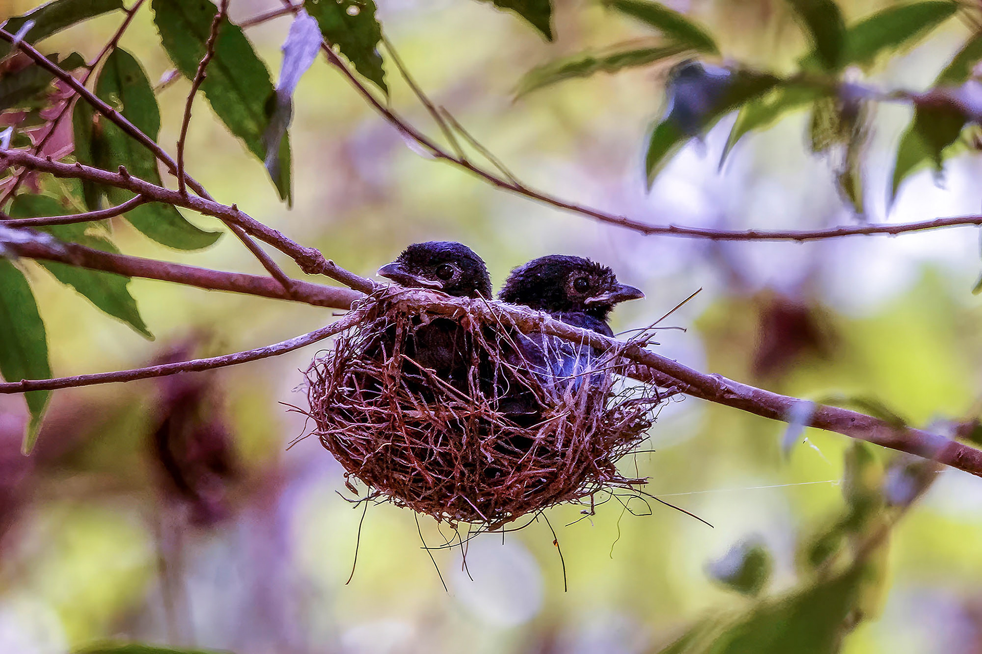 Spateldrongo (Nestlinge)