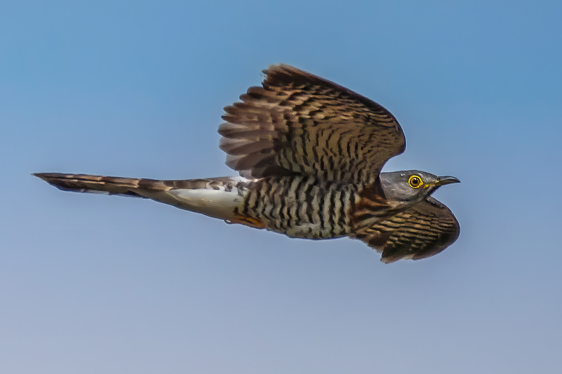 Sperberkuckuck