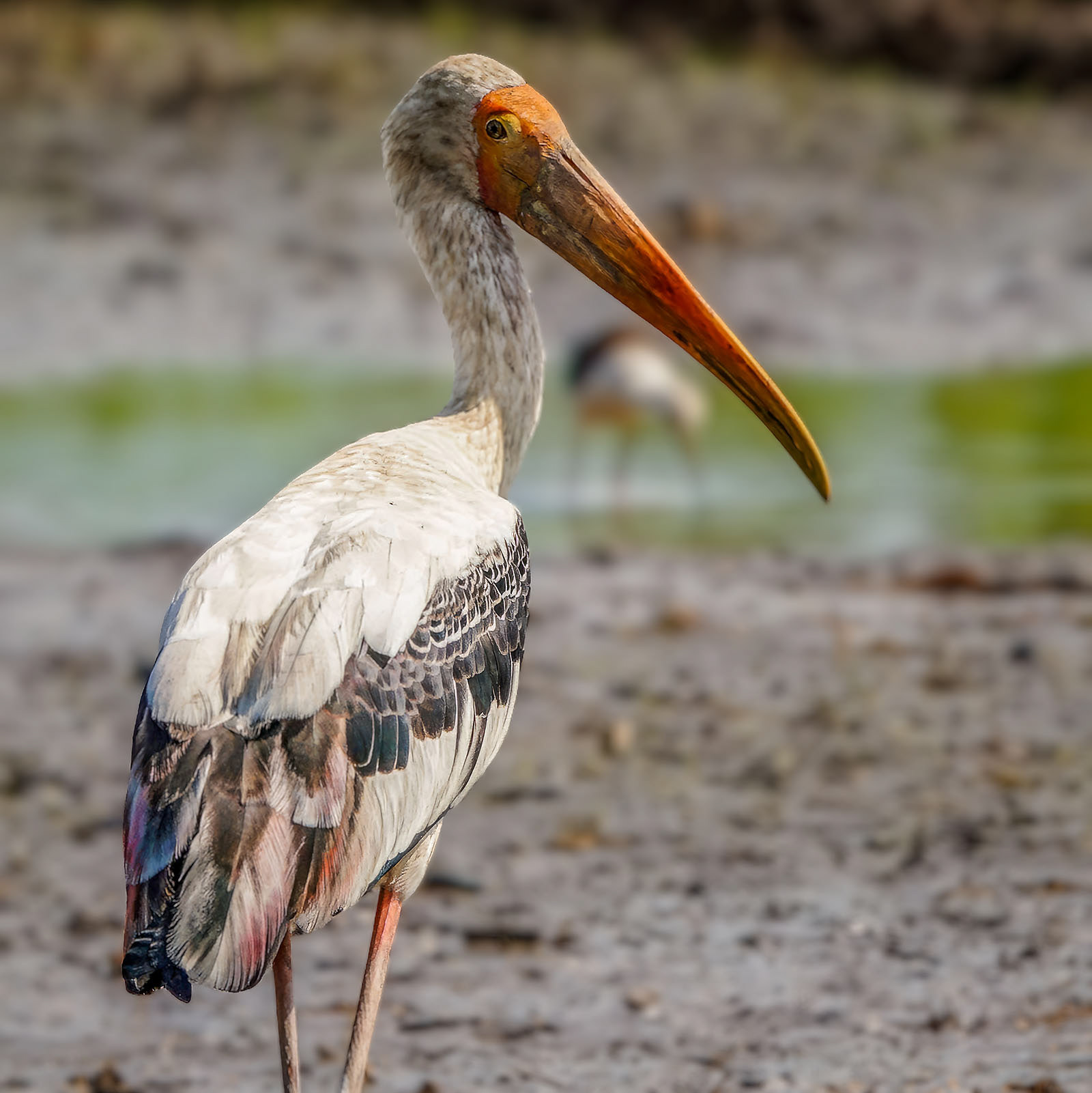 Buntstorch / painted stork