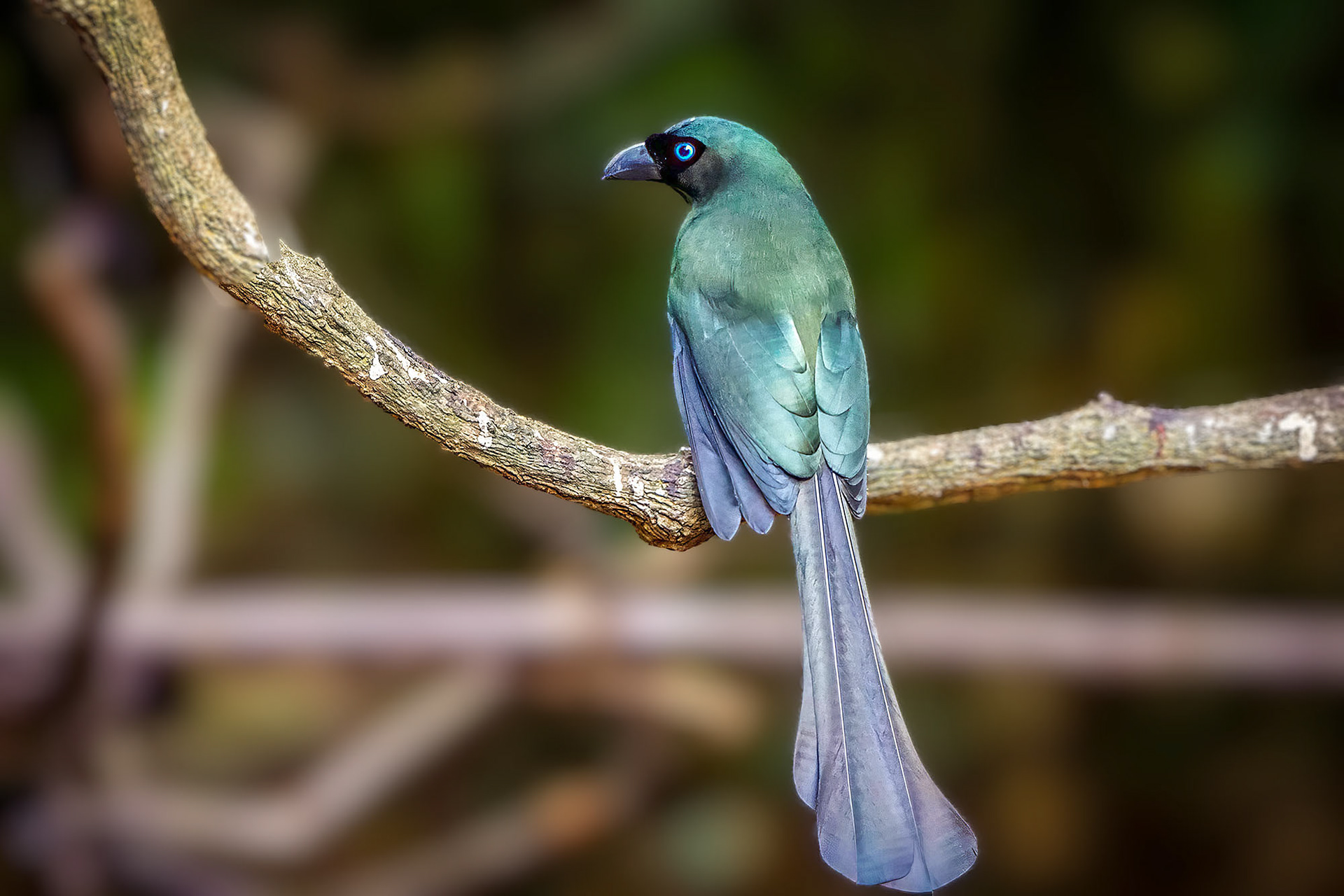 Spatelbaumelster / Racket-tailed Treepie