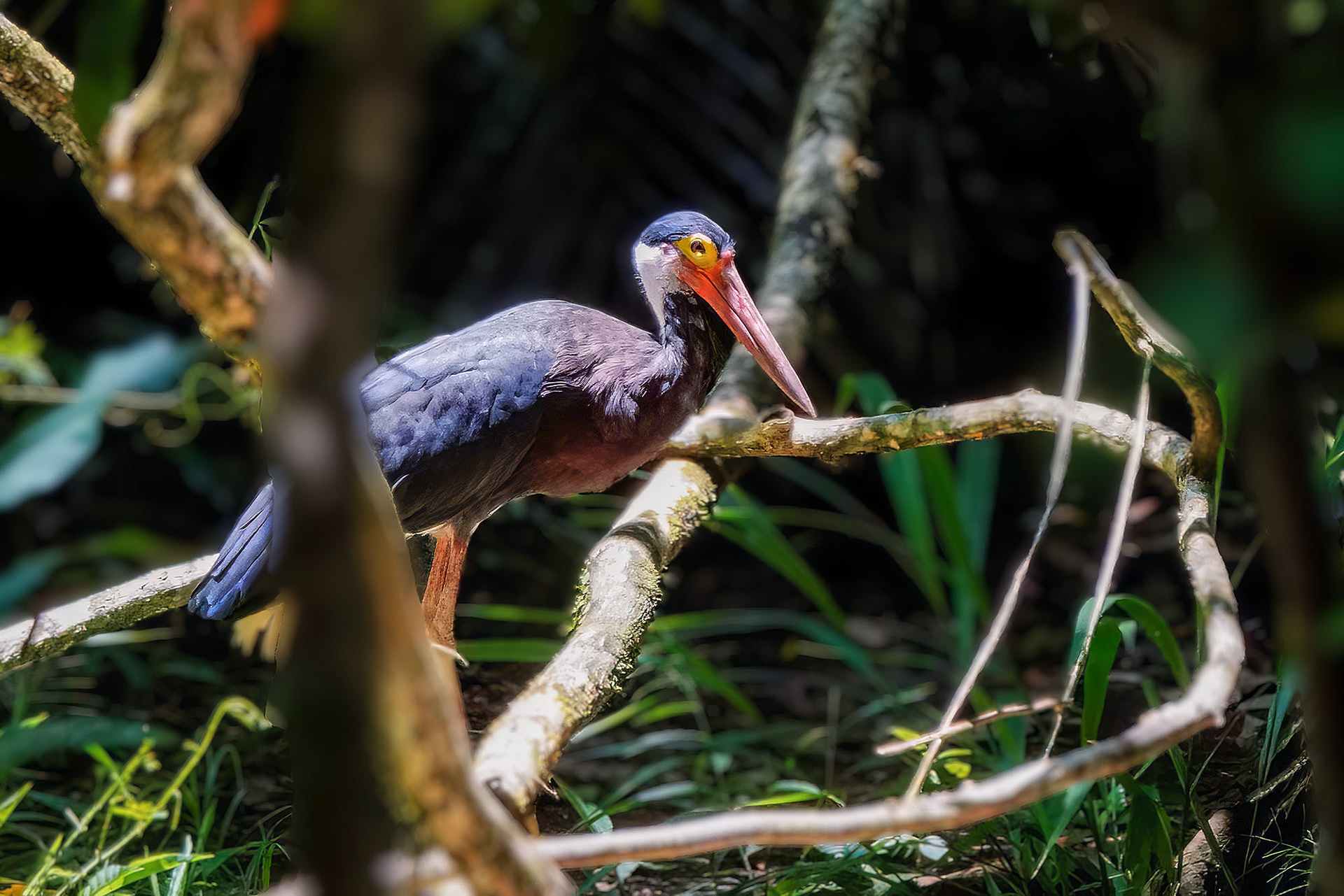 Höckerstorch / Storm's stork
