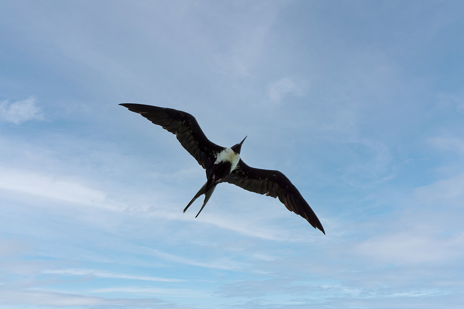 female