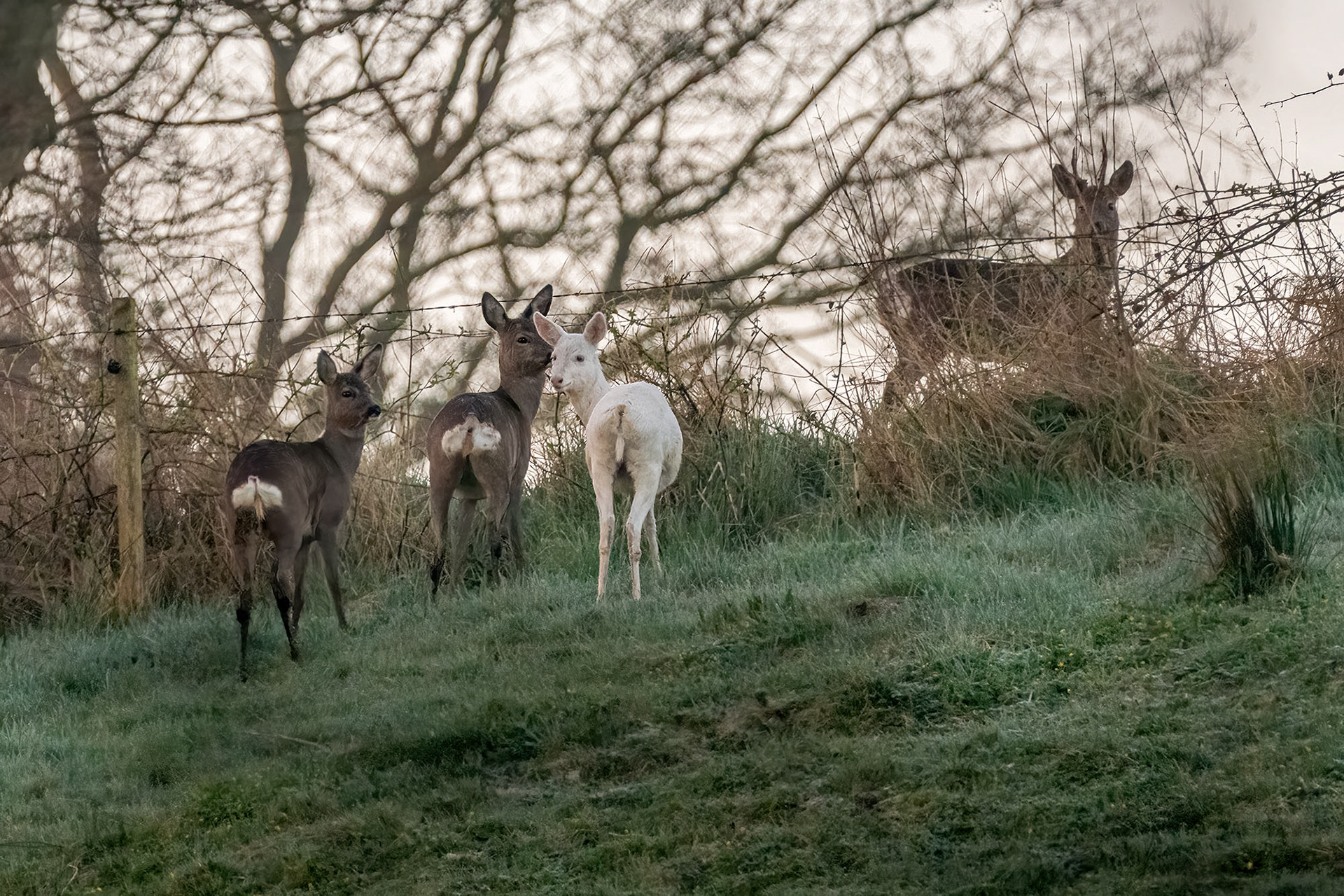 Rehfamilie mit Albino