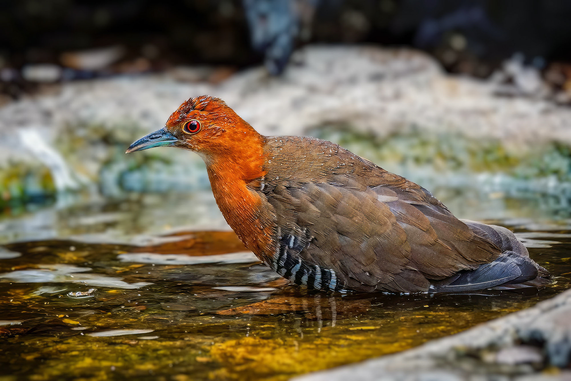 Hinduralle / slaty-legged crake